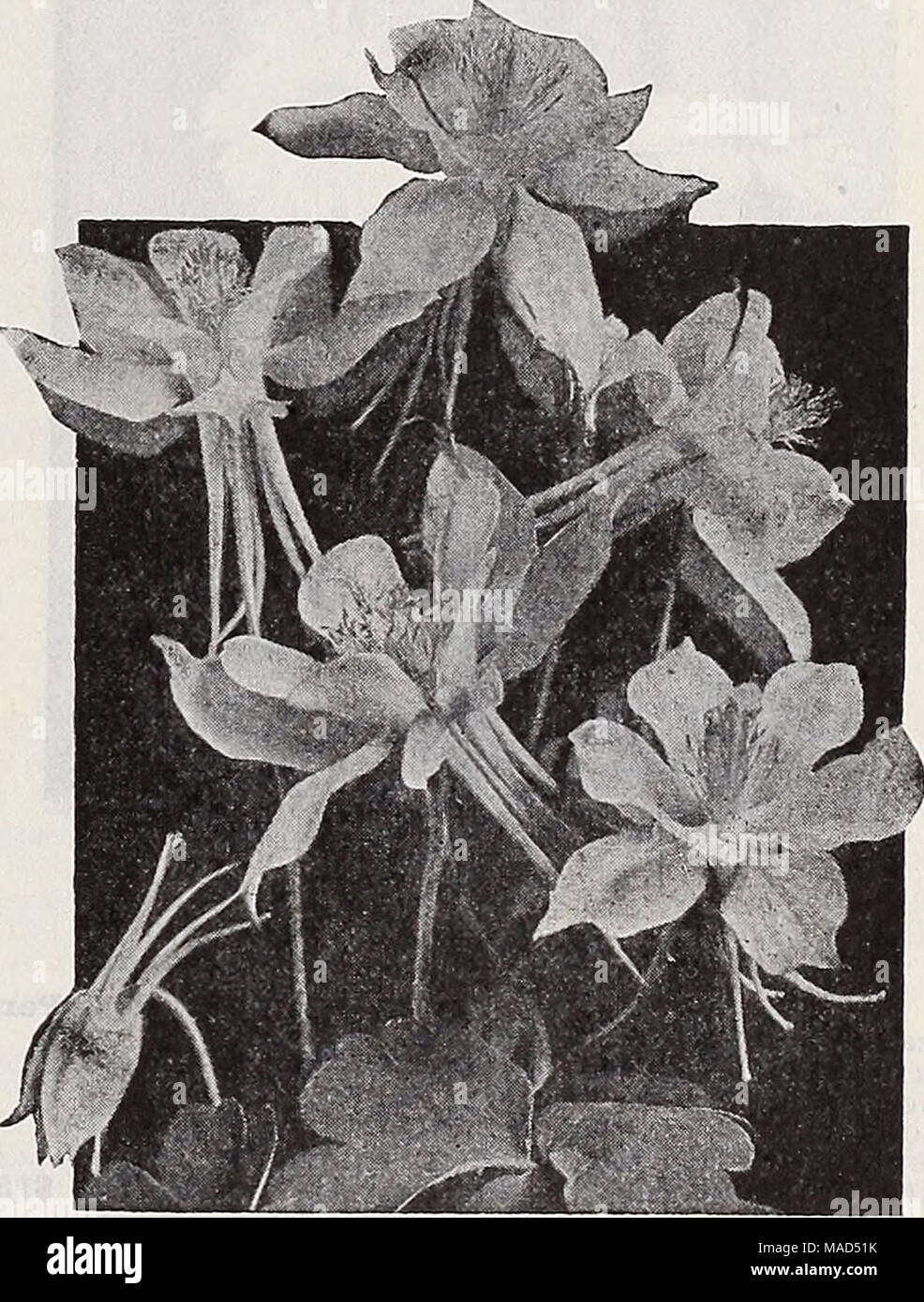 . Dreer's wholesale catalog for florists and market gardeners : 1939 winter spring summer . Dreer*s Long-Spurred Aqullegla or Columbine Aquilegia—Columbine Per doz. Per 100 Coerulea, Crimson Star (New). Brilliant blood crimson with conspicuous white corolla $2 60 $15 00 Drear's IiOng Spurred Hybrids 1 50 10 00 — long Spurred Pink 1 50 10 00 Arabis—Rock Cress Alpina. Single white; 3-inch pots 1 50 10 00 — fl. pi. 3-inch pots 8 60 15 00 Arenaria—Sandwort Montana. 3-inch pots. 1 50 10 00 Customer pays transportation charges on plants. 59 Stock Photo