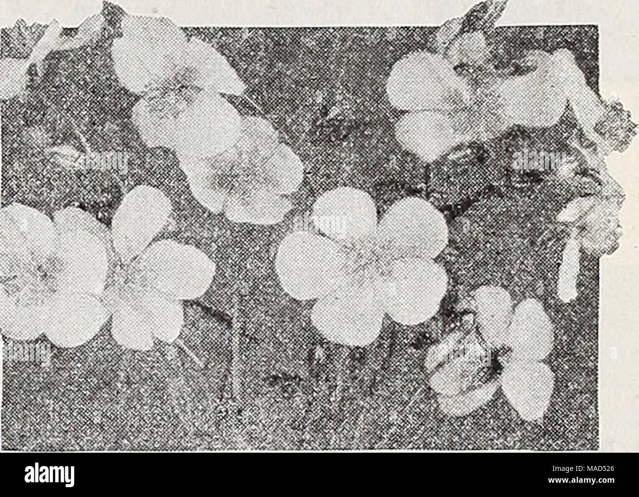 . Dreer's wholesale catalog for florists : winter - spring - summer 1938 . Helianthemum Helianthemurai—Rock Rose Per doz. Per 100 Buttercup. Golden j'ellow. Single. 3-inch pots $2 50 $15 00 Fireball. Fiery double red, 3-incli pots 2 50 15 00 .VTacranthum. Pure white single. 3-inch pots 2 50 15 00 Rhodanthe carnetim. Pretty single pink flowers and silvery foliage. 3-inch pots 2 50 15 00 Helianthus—Hardy Sunflower Mazimiliani. 31/2-inch pots 1 50 10 00 Mollis. 31/2-inch pots 1 50 10 00 Multiflorus fl. pi. 3-inch pots 2 00 12 00 Sparsifolius. 3%-inch pots 1 50 10 00 Stock Photo