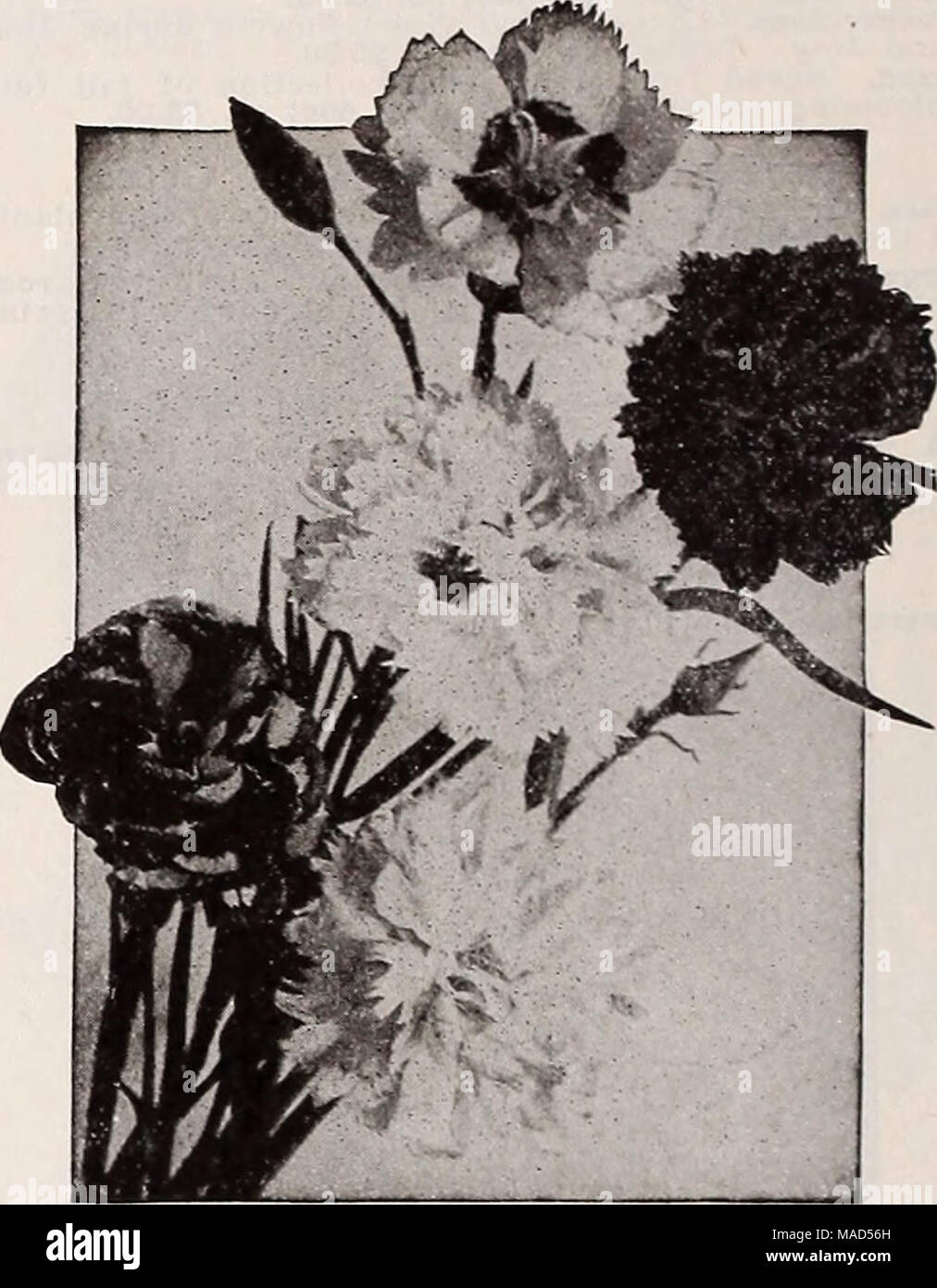 . Dreer's wholesale catalog for florists : winter - spring - summer 1938 . Dianthus plumarius. Double Mixed Dianthus—Hardy Pinks Allwoodl alpinus. Blooms flrst year from seed. Singh and double fragrant flowers in all colors of Dianthus. 4 to 6 inches. Tr. pkt. 50c; oz. $3.00. Tr. pkt. Oz. Caeslus (Cheddar Pink). A dwarf tufted variety. Rose-pink flowers $0 25 40 $1 25 2 00 Deltoides albus. Showy white flowers.. —Brilliant. Dwarf, brilliant carmine blooms Granlticus. Very low-growing, forming a dense carpet covered in May and June with crimson flowers; 4 inches. A splendid variety for the rock  Stock Photo