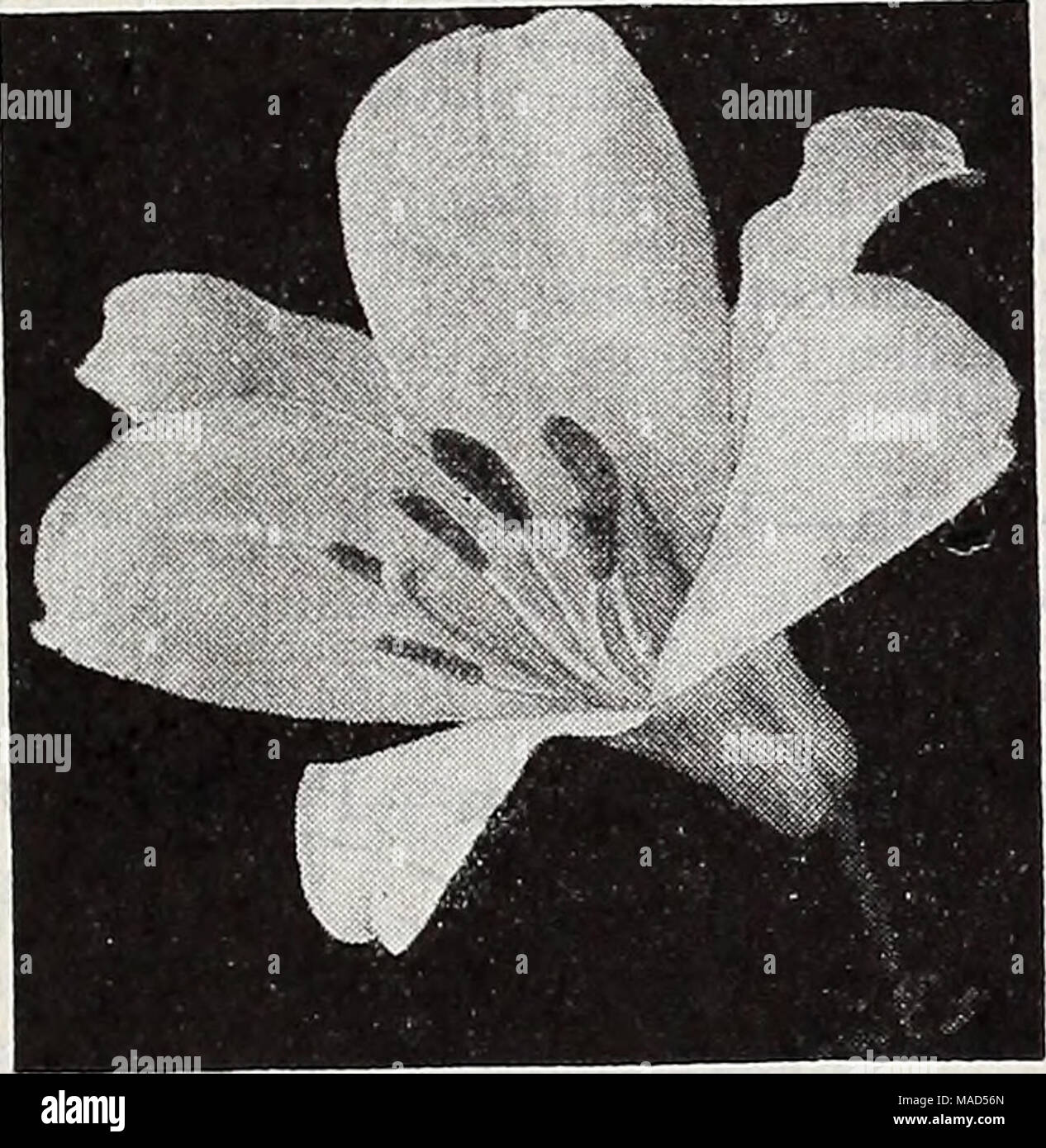 . Dreer's wholesale catalog for florists and market gardeners : 1939 winter spring summer . Lilium regale Lilium Auratum platyphyllum (Gold-Banded Lily of Japan). Showy large ivory white flowers spotted with crim- son and a yellow band running through the center of each petal. July to September. Tr. pkt. 30c; oz. $1.50. Henryl (Yellow Show Lily). Rich apricot-yellow blooms with a few brown spots. Blooms in June. Tr. pkt. 40c; oz. $2.50. Formosanum (Dream or Wonder Lily). A truly re- markable Lily with umbels of large, white, long, trumpet-shaped flowers, like an Easter Lily. Will bloom in 6 to Stock Photo