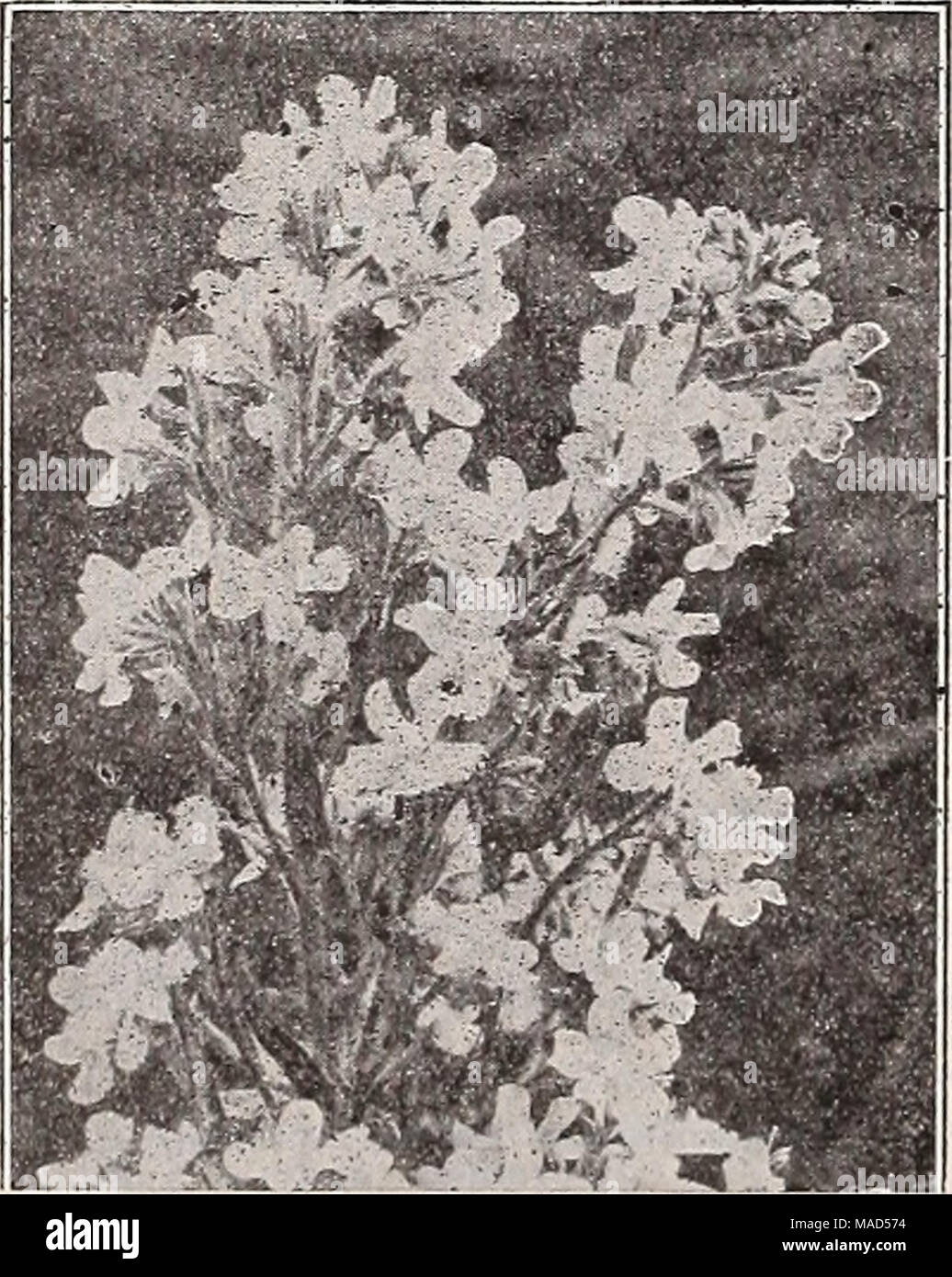 . Dreer's wholesale catalog for florists : winter - spring - summer 1938 . Anchusa Itallca, Dropmore Variety AnchusaâAlkanet, Bugloss Itallca, Dropmore Variety. Grows 3 to 5 feet high. Bears during May and June In abundance flowers of the richest Gentian blue. Trade pkt. 15c; oz. 50c. Itallca Ziissadell, An Improved form of the Dropmore variety. Of strong, vigorous growth, about 6 feet high. Showy sprays of extra large, clear Gentian blue flowers. Trade pkt. 15o; oz. 60o; % lb. $2.00. Anchusa myosotidiflora A distinct dwarf species, 10 inches high, pro- ducing during April and May sprays of Fo Stock Photo