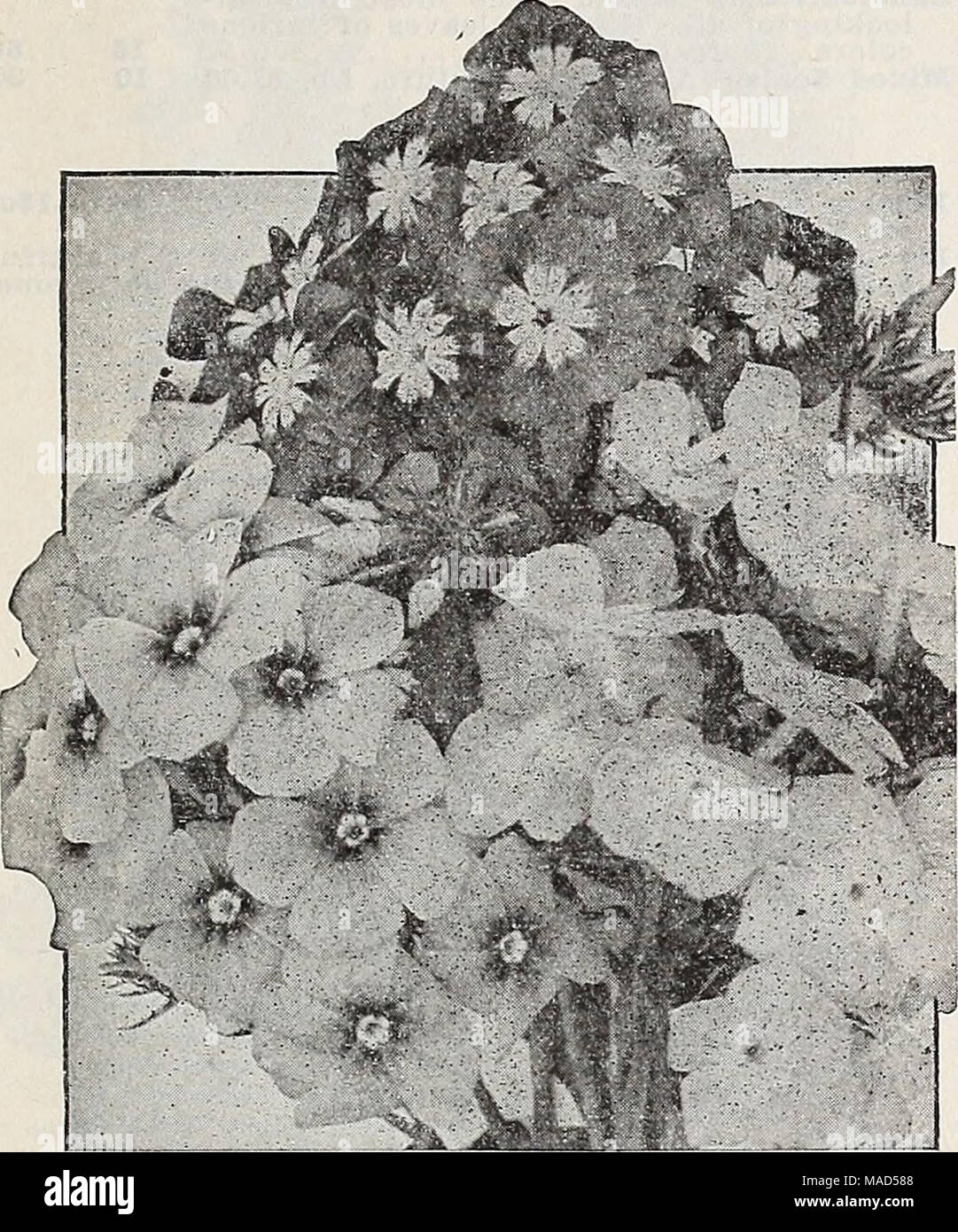 . Dreer's wholesale catalog for florists : winter - spring - summer 1938 . Phlox Drummondi grandiflora Phlox Drummondi grandiflora These are fine summer-flowering annuals and make excellent pot plants for spring sales. The grandiflora varieties are noted for their lovely large blooms which are arranged in truly giant trusses and there is a con- tinuous display of color from early summer until late fall. The colors we list have all been chosen for their purity and charm. Tr. pkt. Oz. Bright Bose $0 25 $1 00 Brilliant. Blush rose, with crimson eye. Piery Scarlet Primrose (Isabellina) Shell Pink  Stock Photo