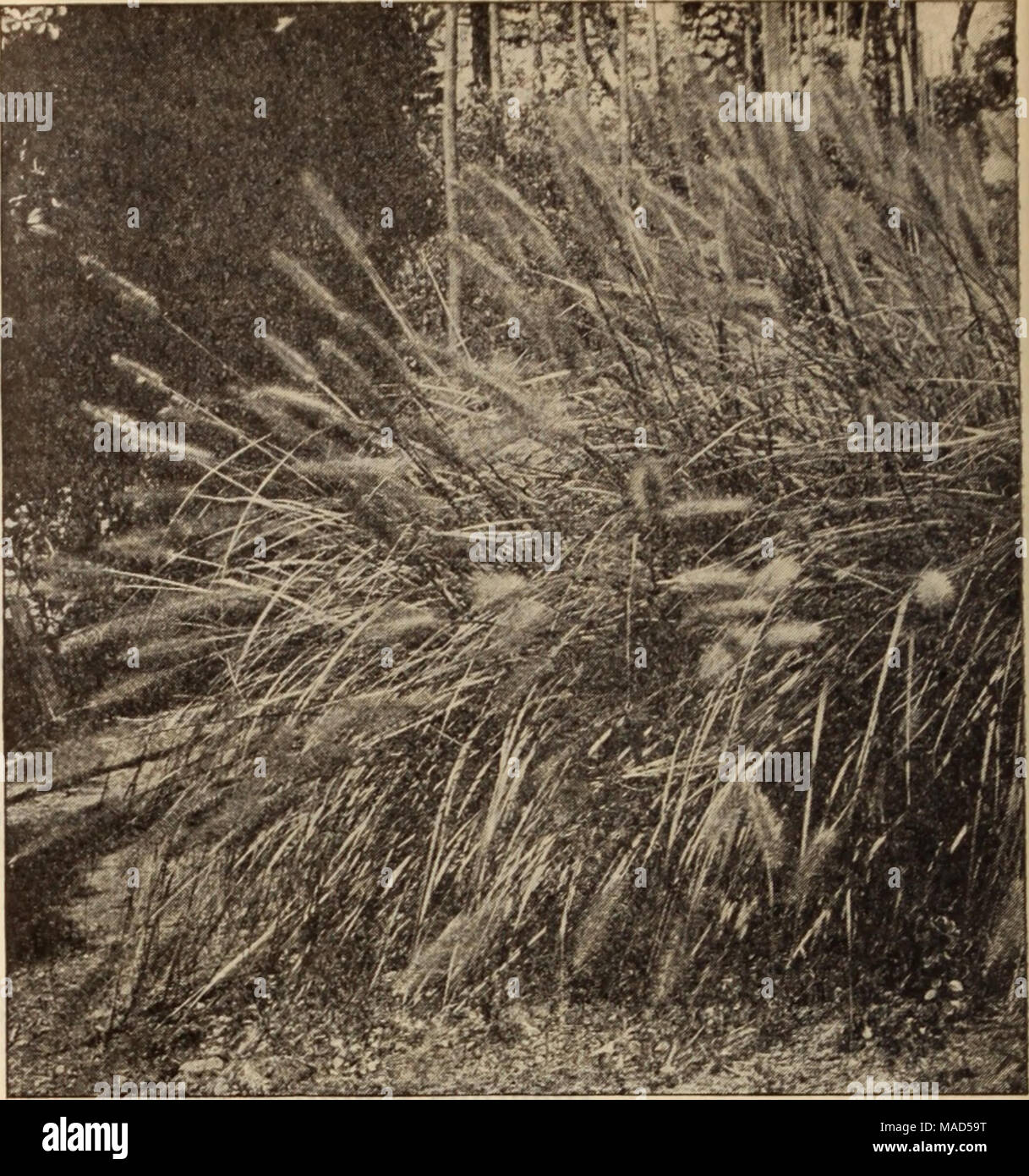 . Dreer's wholesale price list / Henry A. Dreer. . PENNISETUM JAPONICUM (Hardy Fountain Grass). Geum (Avens). Per doz. PerlOO Atrosanguineum. 3-inch pots $1 00 $7 00 Coccineum. 3-inch pots 100 7 00 Mrs. Bradshaw (New). 3-inch pots 1 50 10 00 Gillenia (Bowman's Root). Trifoliata 2 00 15 00 Variegata 3-inch pots Glechoma or Nepeta. (Variegated Groundsel or Ground Ivy), 85 00 ORNAMENTAL GRASSES. These are now used very extensively for beds, specimens on lawns, etc., etc. We grow the leading varieties in large quantities. For full descriptions, see pages 219 and 220 of our Garden Book for 1913. Pe Stock Photo