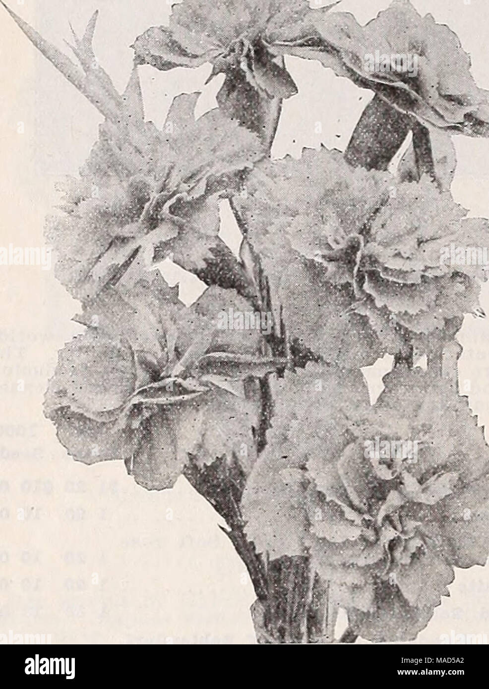 . Dreer's wholesale catalog for florists : winter - spring - summer 1938 . Dianthus, Salmon King Dianthus—^Pinks Double-Flowering Annual Pinks Tr. pkt. Oz. Chlnensis Giant Mixed (China Pinks) $0 10 $0 40 Dladeinalras (Diadem Pinks). Mixed. Extra fine 15 60 Fireball. Fiery scarlet 20 75 Keddewlgl, lUzed (Double Japan Pinks). Extra fine. % lb. $1.50 15 60 Zinolfer. Rich Geranium red 25 1 00 Bloumlnff Oloak. Maroon, edged white.... 20 75 Ptnlc Beaaty. Finest pure pink 25 1 25 Salmon King. Bright salmon-rose 25 1 00 Saovball. A beautiful double white 20 75 Violet Qaeen. Rich violet 25 1 00 Single- Stock Photo