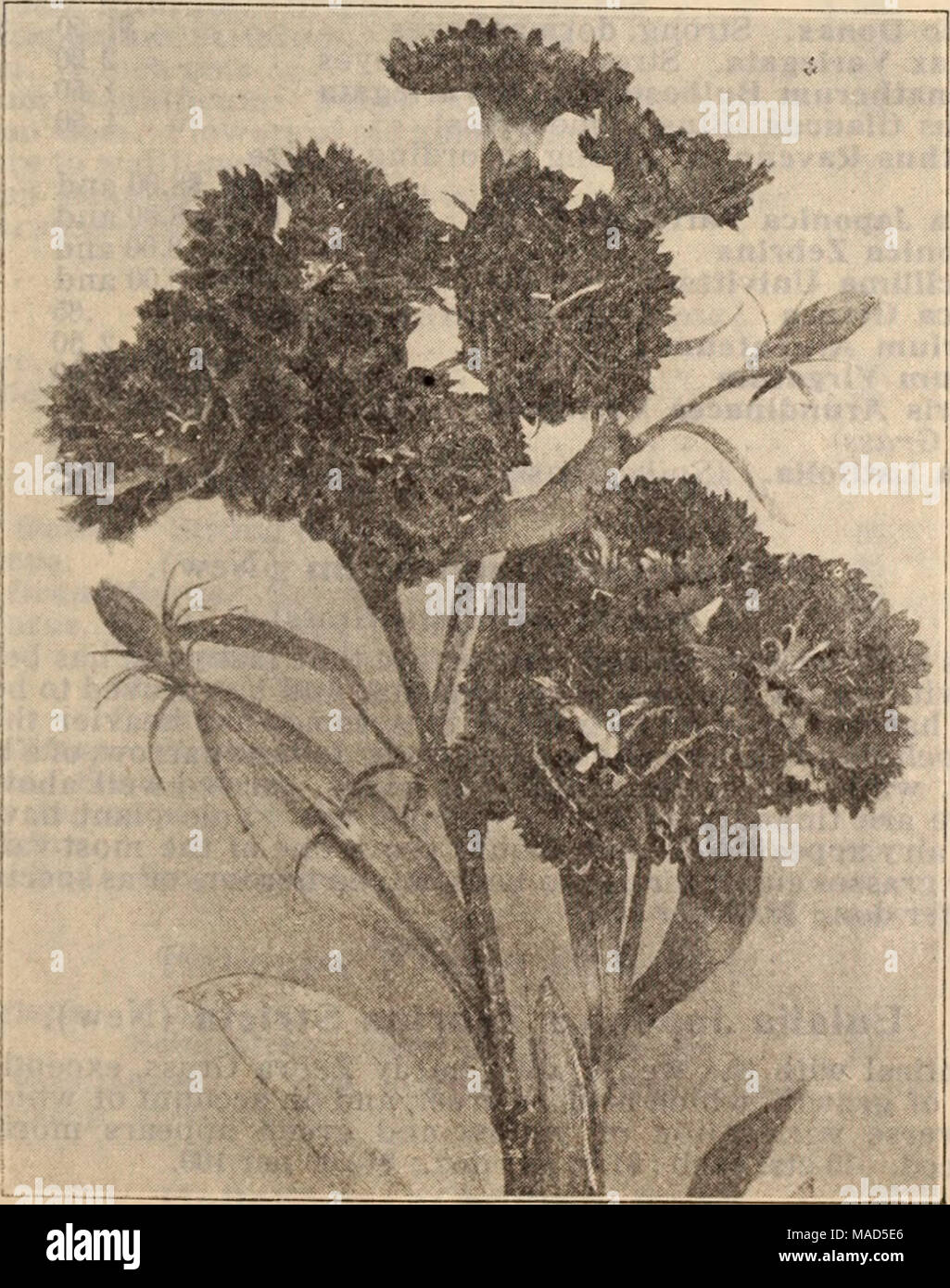 . Dreer's wholesale price list / Henry A. Dreer. . Dodecatheon (American Cowslip or Shooting Star). Meadia .... i 25 Doronicum (Leopard's Bane). Caucasicum. 3-inch pots 1 25 Clusii. 3-inch pots 1 25 Excelsum. 3-inch pots 1 25 Draba (Whitlow Grass). Androsacea. 3-inch pots 1 25 Echinops (Globe Thistle). Banaticus. 3'/2-inch pots 1 25 Ritro. 4-inch pots 1 25 Ruthenicus. 3'/2-inch pots 1 25 Sphasrocephalus. 3'/2-inch pots 1 25 Eomecon (Eastern Poppy). Chionantha. 3-inch pots 1 50 Hirsutum. Epilobium (Willow-Herb). 3-inch pots DIANTHUS LATIFOLIUS ATROCOCCINEUS, FL. PL. Epimedium (Barrenwort or Bis Stock Photo