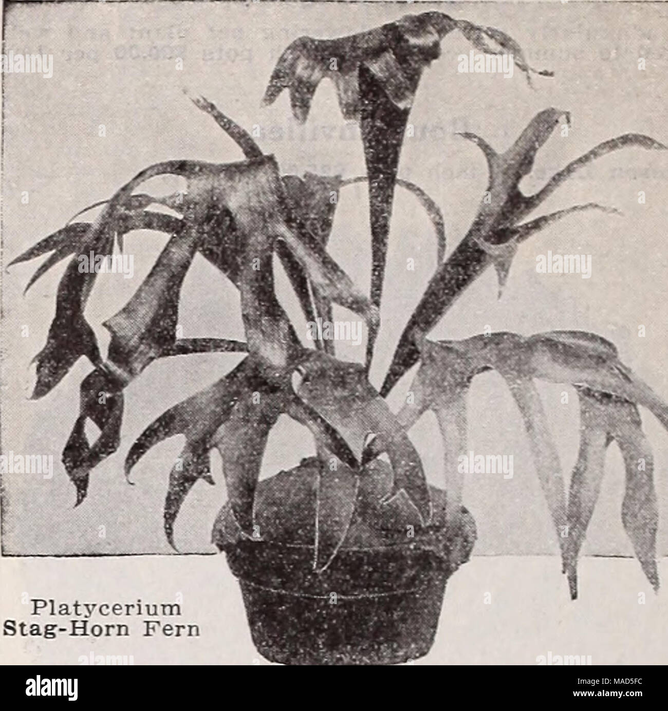 . Dreer's wholesale catalog for florists : winter spring summer 1937 . Platycerium Stag-Horn Fern Platycerium—Stag-Horn Fern The Stag-Horn Ferns are now being recognized as desirable plants for store and home decoration. Alcicorne. A showy variety with long, narrow leaves of a striking grayish-green color. 6-inch pots $2.50 each. Grande. 6-inch pot plants $5.00 each. Polystichum coriaceum—The Baker Fern Excellent for cut fronds and one of the best for bas- kets, etc. li^-inch pots, readv June, $8.00 per 100; $75.00 per 1000. 3-inch pots $3.00 per doz.; $20.00 per 100. Four-Inch Pot Ferns For t Stock Photo