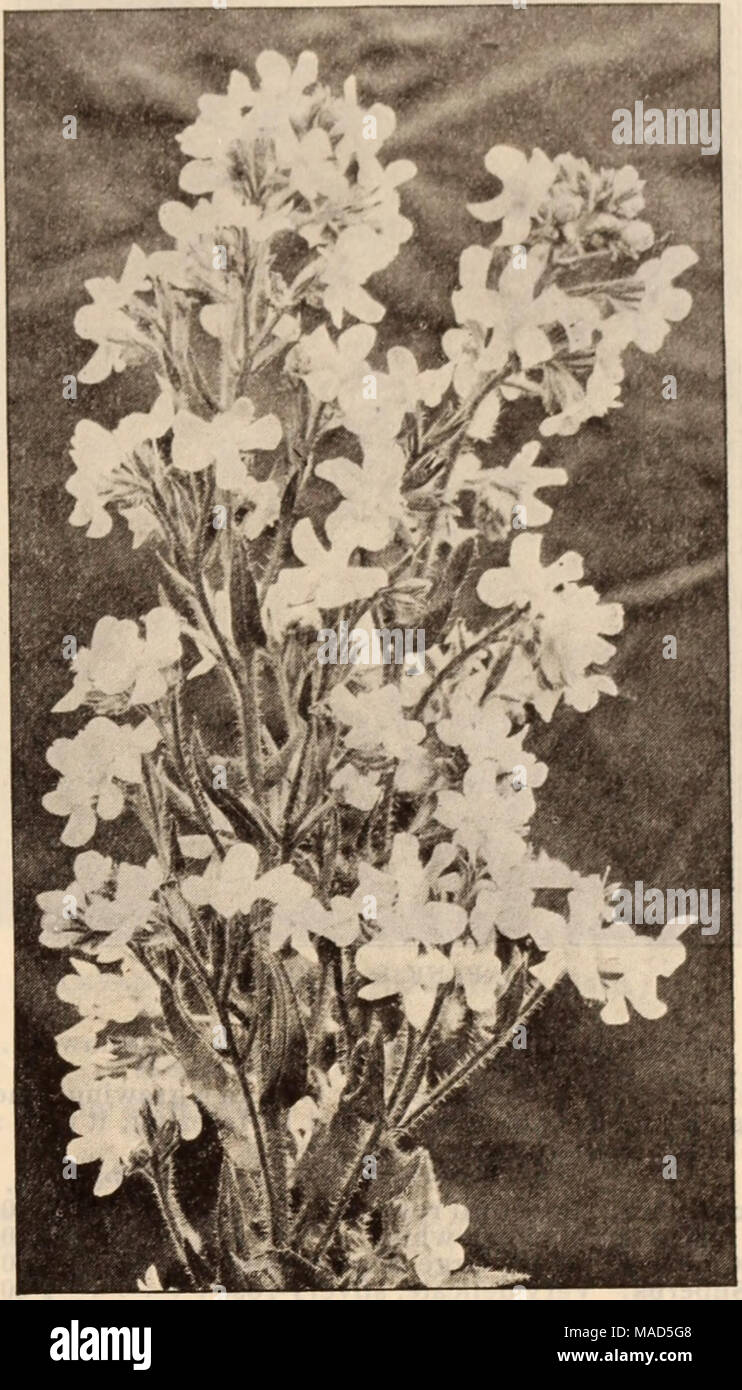 . Dreer's wholesale price list / Henry A. Dreer. . ANCHUSA ITALICA, DROPMORE VARIETY Agrostemma (Campion). Per doz. Per 100 Coronaria. 3-inch pots $085 $600 Flos Jovis. 3-inch pots 85 6 00 Ajuga (Bugle). Reptans Rubra. 3-inch pots 100 700 Alstromeria (Chilian Lily). Chilensis 1 00 7 00 Alyssum. Rostratum. 3-inch pots 125 800 Sexatile Compactum. 3-inch pots 85 600 Amsonia. Salicifolia. Strong. 4-inch pots 1 25 8 00 Anchusa (Alkanet). Italica, Dropmore Variety. Gentian blue 1 50 10 00 Italica, Opal. Light lustrous blue 1 50 10 00 Italica, Perry's Variety. An improvement on the Dropmore variety;  Stock Photo