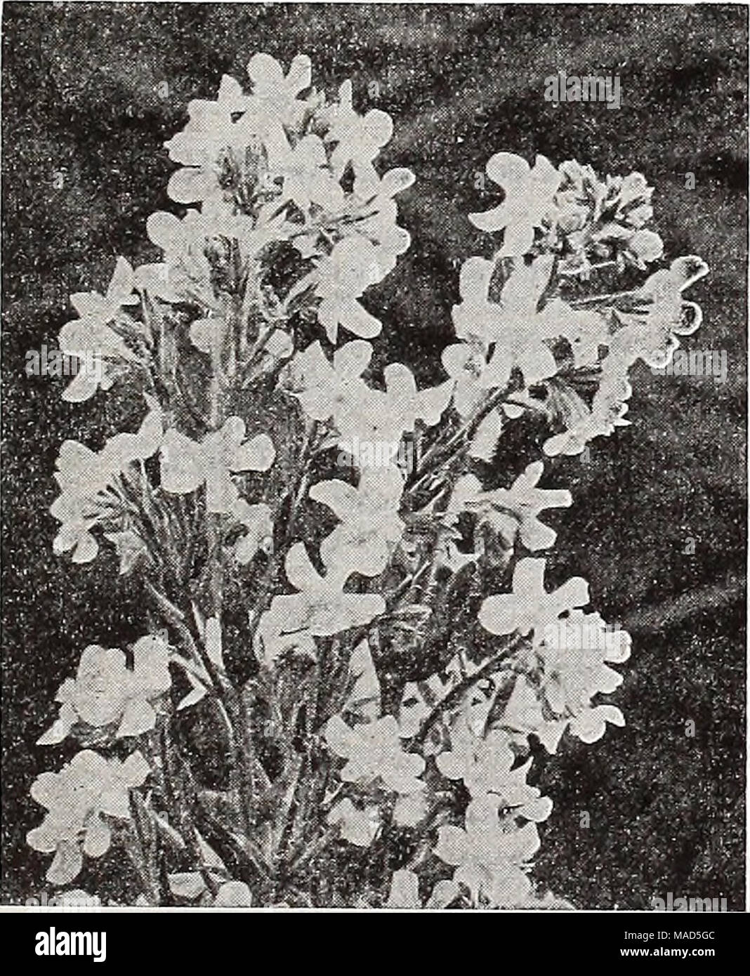 . Dreer's wholesale catalog for florists : autumn 1938 edition . Anchusa Itallca, Dropmore Variety Anchusa—Alkanet, Bugloss Itallca, Dropmore Variety. Grows 3 to 6 feet high. Bears during May and June In abundance flowers of the richest Gentian blue. Trade pkt. 15c; oz. 50c. Itallca Xilssadell, An Improved form of the Dropmore variety. Of strong, vigorous growth, about 5 feet high. Showy sprays of extra large, clear Gentian blue flowers. Trade pkt. 15c; oz. 60c; % lb. $2.00. Anchusa myosotidiflora A distinct dwarf species, 10 Inches high, pro- ducing during April and May sprays of Forget-Me- N Stock Photo