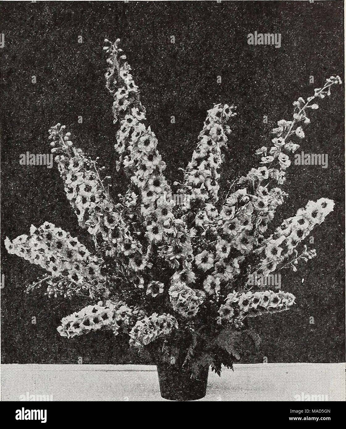 . Dreer's wholesale catalog for florists : autumn 1938 edition . Delphinium Giant Pacific Hybrids The Sensational New Strain from the Pacific Coast—Originator's Seed It is impossible to describe the beauty of this mag- nificent strain whicli surpasses everything we have ever seen anywhere. The huge florets are beautifully spaced on well balanced strong spikes. Markedly mildew re- sistant. Novelties King Arthur. Brilliant royal violet with large white bee. Individual florets 2% inches in diameter. Has thin woody stems. Mildew resistance 80 to 90%. Guinevere. Light pink-lavender with white bee.  Stock Photo