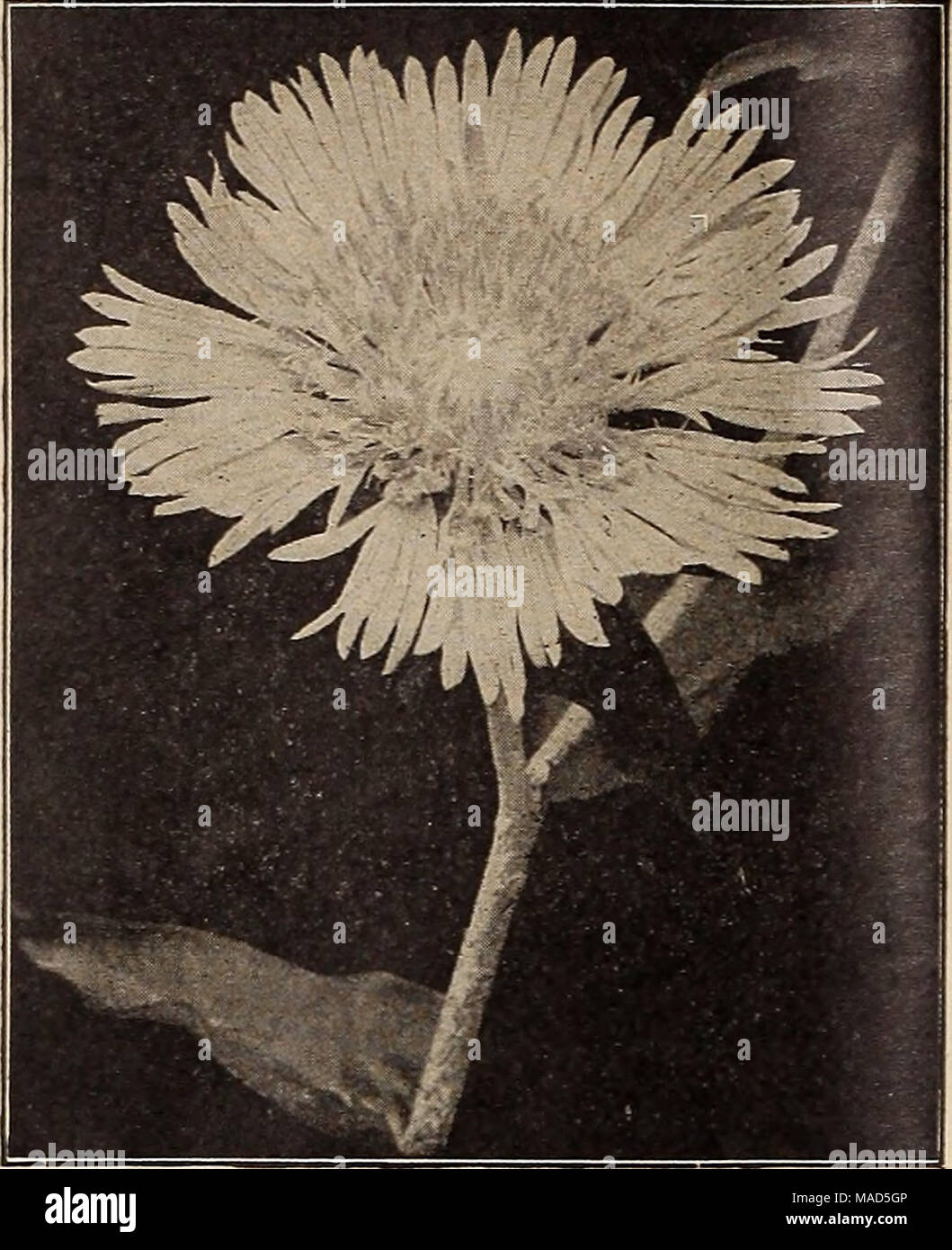 . Dreer's wholesale price list : bulbs for florists plants for florists flower seeds for florists florists' requisites . STOKESIA (Cornflower Aster) Silene (Campion, Catchfly). Per doz. Per 100 Alpestre. 3-inch pots $1 60 $10 00 SchafU. 3'A-mch pots 1 50 10 00 Silphium (Rosin Plant). Perfollatum 1 50 10 CD Sisyrinchium (Blue-eyed Grass). Bermudlanum. 3-incli pots 1 50 Solidago (Golden Rod). Altlsslma. 4-inch pots 1 50 Canadensis. 4-inch pots 1 50 Golden Wings. (New) 1 50 RiKldus 1 50 Shortla. 4-inch pots 1 50 Vlrsaurea Compacta. 3 inch pots 1 50 Stachys (Woundwort). Betonlca Rosea. 3-inch pots Stock Photo