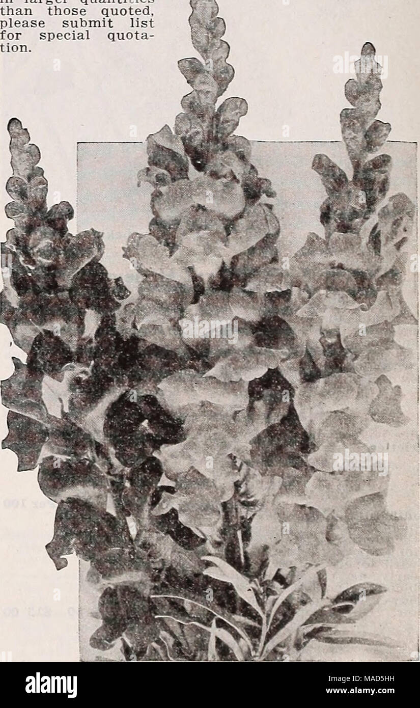 . Dreer's wholesale catalog for florists : autumn 1938 edition . Dreer's Large-Flowering Antirrhinums Large-Flowering Half-Dwarf Sorts These grow about 18 Inches high, with good spikes of very large flowers. When grown under glass they attain a helglit of 2 feet or more. Tr. pkt. Oz. Amber Queen. Amber, suffused chamois. .. .$0 25 $1 00 Empress. Rich crimson 25 1 00 Gloria. Deep rose 25 1 00 Golden Queen. Rich yellow 25 1 00 Flame. Fiery scarlet 25 1 00 Fink Ferfection. Hermosa pink, suffused salmon 25 1 00 Frima Donna. Terra cotta pink, white tube 25 1 00 Purity. Pure white 25 1 00 Silver Fin Stock Photo