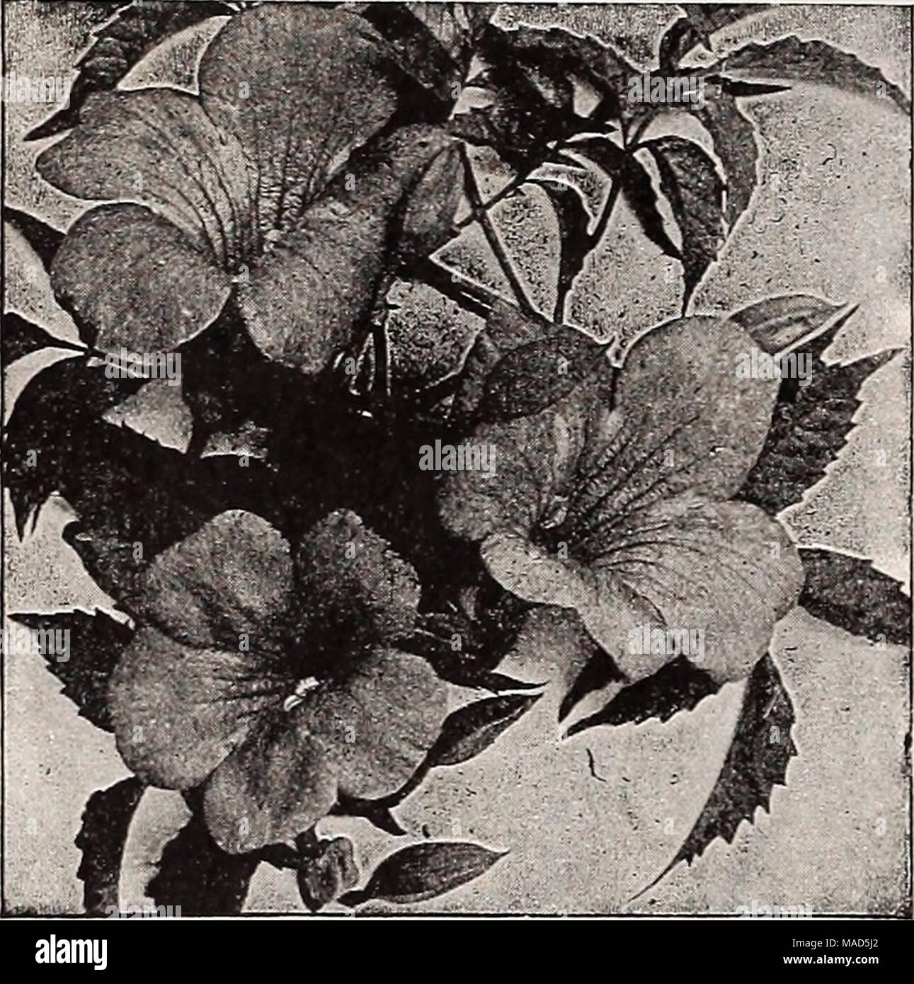 . Dreer's wholesale catalog for florists : autumn 1938 edition . Bignonia grandiflora, lime. Gallen Bignonia—Trumpet Creeper Grandiflora, Mme. Gallen. A beautiful large-flowered variety bearing a profusion of tawny orange-red blooms througliout the summer and early fall. Strong 2-year-old field plants 50c each; $5.00 per doz. Badicans. Strong plants, $3.50 per doz.; $25.00 per 100. Celastrus scandens Bitter Sweet, Wax Work Strong plants, $3.00 per doz.; $20.00 per 100. Clematis montana undulata Anemone-Flowered Clematis A magnificent and rare hardy climber which always attracts attention on ac Stock Photo