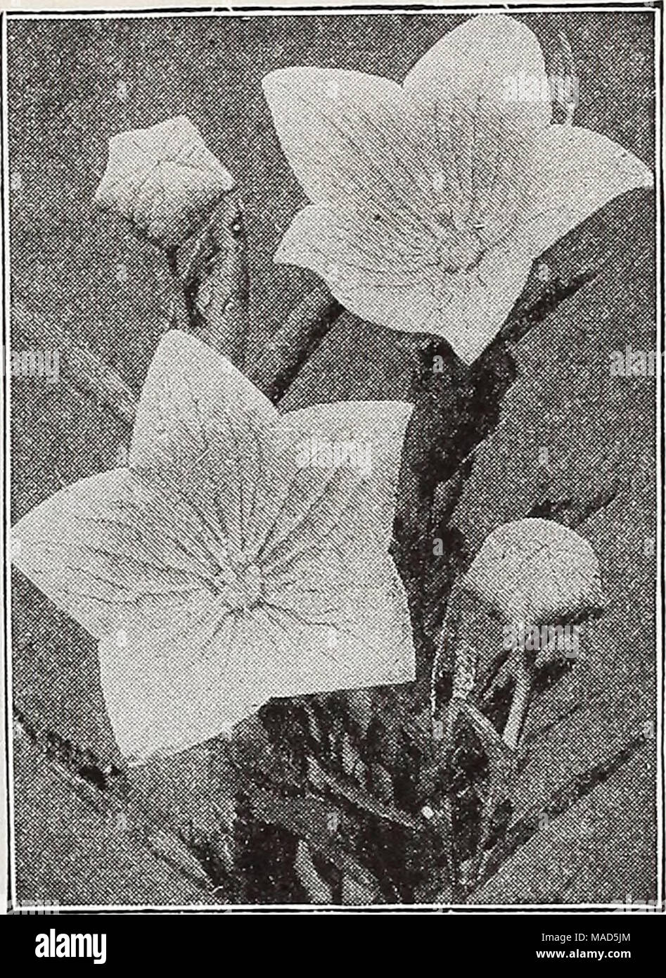 . Dreer's wholesale catalog for florists : autumn 1938 edition . Platycodon grandiflorum Platycodon—Japanese Bellflower Per doz. Per 100 Grandiflorum, Blue. Two-year-old roots $1 50 $10 00 — vriiite. Two-vear-old roots 1 50 10 00 Plumbago—Leadwort Ijarpent^e. Strong plants. Primula—Primroses Cashjueriana Veris (English Cowslip) Vulgaris (English Primrose). 2 00 12 00 3 00 20 00 2 00 12 00 2 00 12 00 Pulmonaria—Lungwort Angustifolia azurea. Low-growing tufts of dark green foliage and deep sky blue flower spikes in early spring. $3.50 per doz.; $25.00 per 100. /Tv^l! ^.'^x^ n Stock Photo