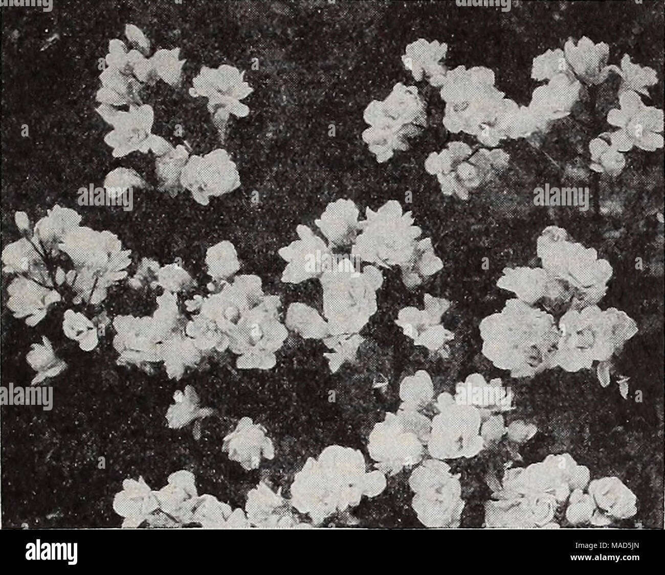 . Dreer's wholesale catalog for florists : winter spring summer 1937 . Arabis alpina flore plena Arabis—Rock Cress Per doz. Per 100 Alpina. Single white; 3-inch pots $1 50 $10 00 — fl. pi. 3-inch pots 2 50 15 00 — rosea. 3-inch pots 2 50 15 00 Arenaria—Sandwort Montana. 3-inch pots 1 50 10 00 Verna caespitosa. 3-incli pots 1 50 10 00 Armaria—Thrift, Sea Pink Cephalotes, Bees Ruby. Has stout stems with large globular heads of brilliant ruby-red flowers. 3-inch pots.' 3 50 25 00 — rubra. 3-inch pots 1 50 10 00 Iiaucheana rosea. 3-inch pots 1 50 10 00 Maritima alba. 3-inch pots 1 50 10 00 Artemis Stock Photo