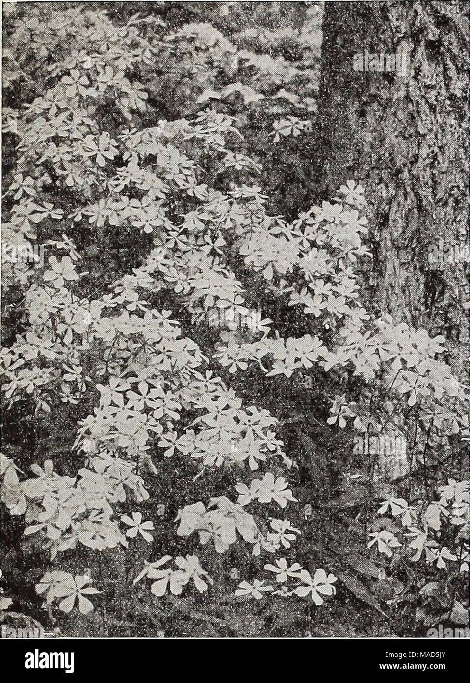 . Dreer's wholesale catalog for florists : autumn 1938 edition . Phlox dlvarlcata canadensis Phlox divarlcata Per doz. Per 100 Canadensis $1 50 $10 00 Stock Photo
