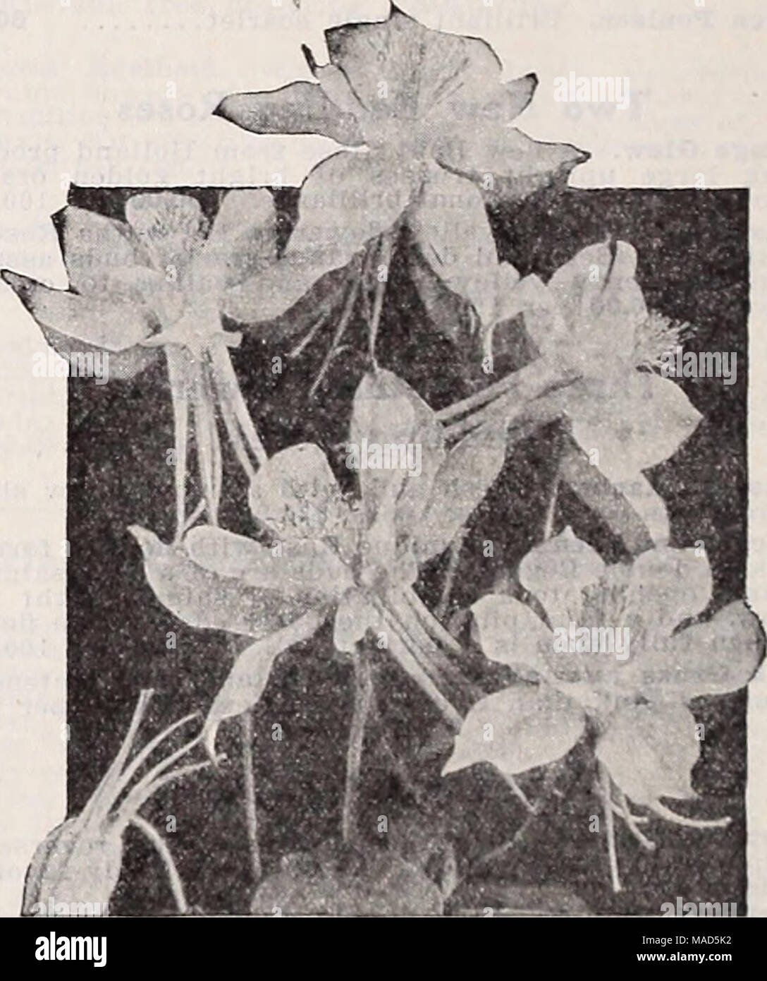 . Dreer's wholesale catalog for florists : winter spring summer 1937 . Dreer's Long-Spurred Aquilegia or Columbine Aquilegia—Columbine Per doz. Per 100 Canadensis. Our native red and yellow $1 50 $10 00 Chrysantha. Bright yellow, long spurred 1 50 10 00 —alba. Long-spurred white 1 50 10 00 Coerulea,Crimson Star (New). Brilliant blood crimson with conspicuous white corolla 2 50 15 00 Breer's Long Spurred Hybrids 1 50 10 00 — Itong Spurred Fink 1 50 10 00 Flabellata nana alba. Dwarf white 1 50 10 00 Helenas. Effective rich blue 1 50 10 00 58 Customer pays transportation ohargres on plants. Stock Photo