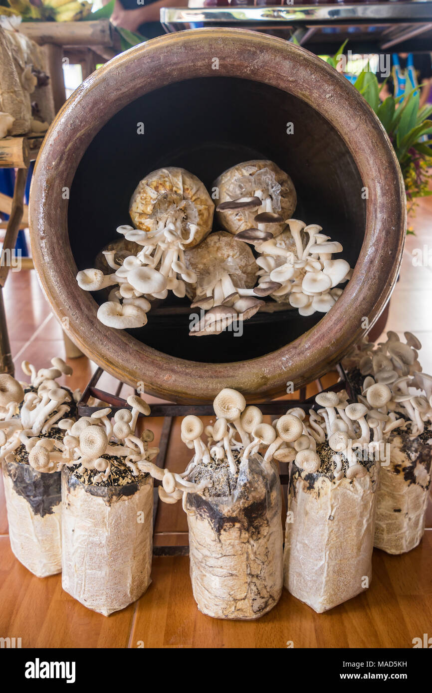 Mushroom cultivation hires stock photography and images Alamy