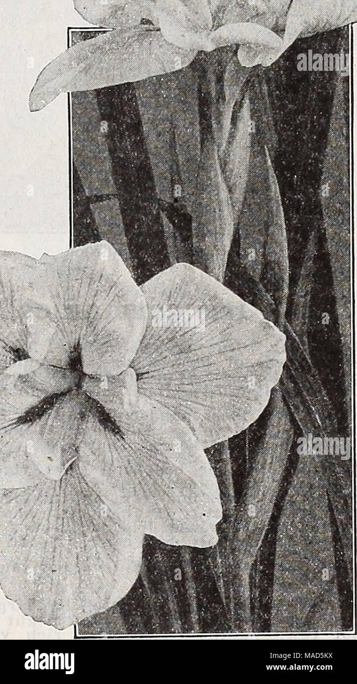 . Dreer's wholesale catalog for florists : autumn 1938 edition . Japanese Iris, Gold Bound Dreer's Imperial Japanese Iris We have selected the following varieties from a long list of introductions as the most distinctive. With their rich, lustrous colors and their refined forms they rank high in this regal class of Oriental flowers. Catherine Parry. Blue overlaid with violet; double. Columbia. Blue with wliite veins; double. Bleanor Parry. An excellent double purple. Fascination. Elegant double mauve-pink flowers. Gold Bound. Double creamy white with gold bands. Mahog-any. Six large, round pet Stock Photo