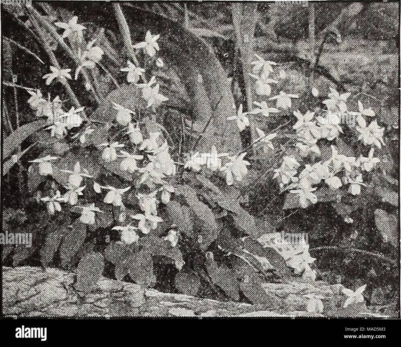 . Dreer's wholesale catalog for florists : autumn 1938 edition . Epimedium Epimedium—Barrenwort, Bishop's Hat Per doz. Per 100 Muschianum mbrum. Deep red $3 50 $25 00 Nlvenm. Snow white 3 50 25 00 Snlphnrenm. Fine yellow 3 50 25 00 Eupatorium—Mistflower Coelestiniuu 1 50 10 00 Funkia—Hosta, Plantain Lily Subcordata ffrandiflora (The White Day Lily) 2 50 15 00 Undulata m.edia plcta 2 00 12 00 Gaillardia—Blanket Flower Grandiflora 1 50 10 00 Gentiana—Gentian AcauUs (Stemless Gentian) 6 00 — Geranium—Crane's Bill Sang'uinenm 1 50 10 00 Stock Photo
