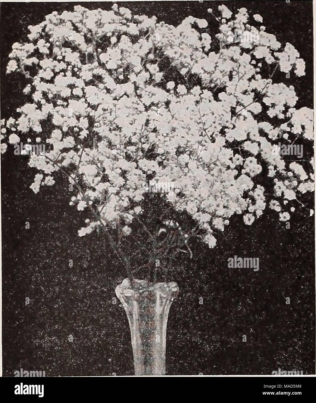. Dreer's wholesale catalog for florists : autumn 1938 edition . Double Gypsophila Bristol Fairy Gypsophila—Baby's Breath Bristol Fairy. A splendid double-flowering variety. Strong, 2-year, field-grown plants, $3.50 per doz.; $25.00 per 100. Fauiculata flore pleno. Strong, field-grown, flowering roots of this desirable double-flowering form of Baby's Breath. $3.50 per doz.; $25.00 per 100. Stock Photo