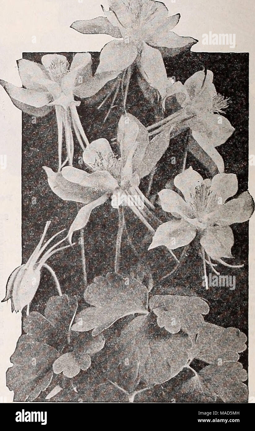 . Dreer's wholesale catalog for florists : autumn 1938 edition . Dreer's Long-Spurred Aquilegla or Columbine Aquilegia—Columbine Per doz. Per 100 Dreer's Loug-Spurred Pink $1 50 $10 00 Hybrids. Choicest mixture 1 50 10 00 Arenaria—Sandwort Montana i 50 10 00 -Thrift, Sea Pink Armeria- Cephalotes, Bee's Ruby. Has stout stems with large globular heads of brilliant ruby red flowers 3 50 — rubra [ j 50 Iiaucheana rosea 1 50 Maritima alba 150 25 00 10 00 10 00 10 00 Artemisia Lactiflora (Hawthorn-scented Mugwort). A most de- sirable and effective plant either for the border or to plant among shrubb Stock Photo