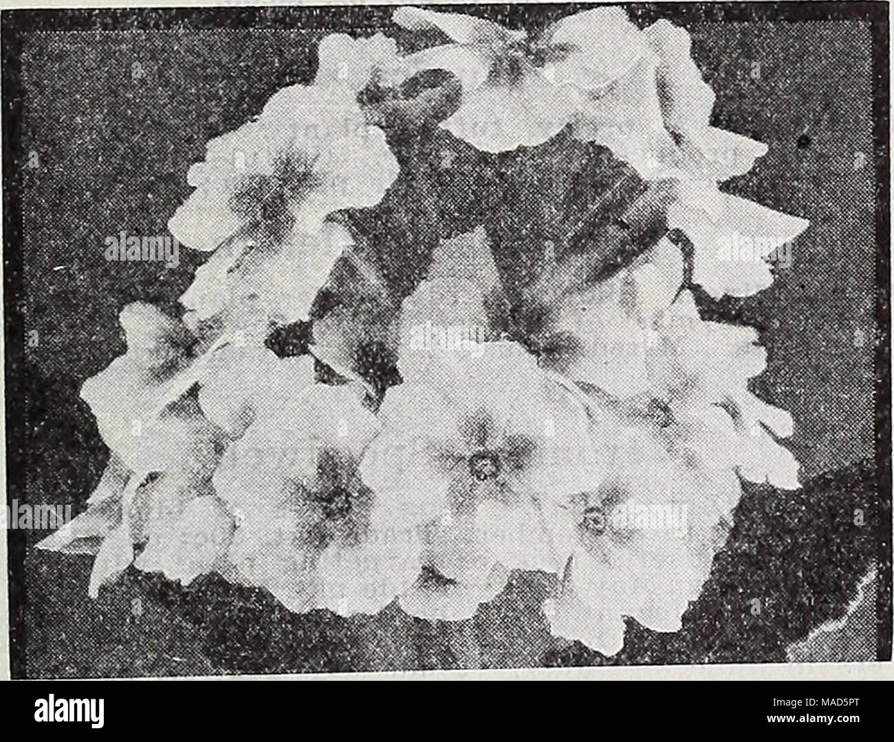 . Dreer's wholesale catalog for florists : winter spring summer 1937 . Primula polyanthus. Invincible Giant Perennial Primulas—Hardy Primrose Tr. pkt. Auricula. Choice mixed. % oz. $•&lt; .50. $0 50 Polyanthus Invincible Giant. A grand Oz. strain of strong vigorous habit. Large flowers of wonderful colormg.. Giant Munstead Strain, Extra-large flowers in white and yellow Enfflisli Mixed. A very good grade saved from a fine strain containing all colors Japonlca (Japanese Primrose). Bright flowers borne In whorls on Btems to 9 inches long; mixed colors Vulffaris (English Primrose). Canary yellow, Stock Photo