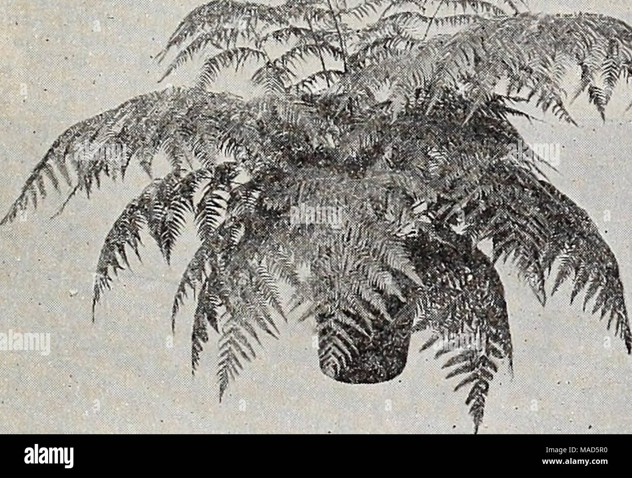 . Dreer's wholesale catalog for florists : autumn 1938 edition . Cibotlum Schiedei Cibotium Schiedei—Mexican Tree Fern One of the most desirable and most valuable Ferns for room decoration. Grows to considerable size and Is most attractive with its lovely large fronds of a beau- tiful light green color. A beautiful lot of strong specimen plants. Each Splendid plants In 10-lnch tubs $6 00 Cyrtomium Rochfordianum cotnpactum The Improved Holly Fern Next to the Boston Ferns this Holly Fern is the most satisfactory for home and apartment use because of its resistance to unfavorable conditions. Has  Stock Photo