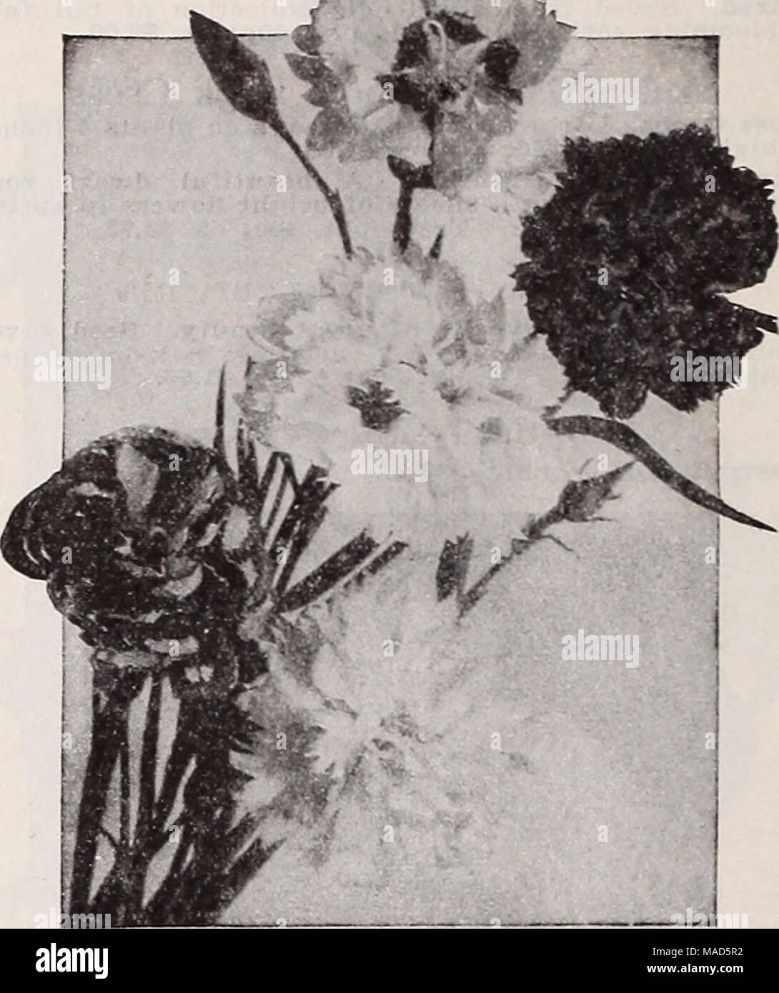 . Dreer's wholesale catalog for florists : winter spring summer 1937 . Dianthus plumarius. Double Mixed Dianthus—Hardy Pinks AUwoodi alpinus. Blooms first year from seed. Singlo and double fragrant flowers in all colors of Dianthus. 4 to 6 inches. Tr. pkt. 50c; oz. $3.00. Tr. ptct. Oz. Caesius (Cheddar Pink). A dwarf tufted variety. Rose-pink flowers $0 25 $1 00 Deltoides albns. Showy white flowers... 40 2 00 —Brilliant. Dwarf, brilliant carmine blooms 30 1 50 G-raniticuB. Very low-growing, forming a dense carpet covered in May and June with crimson flowers; 4 inches. A splendid variety for th Stock Photo