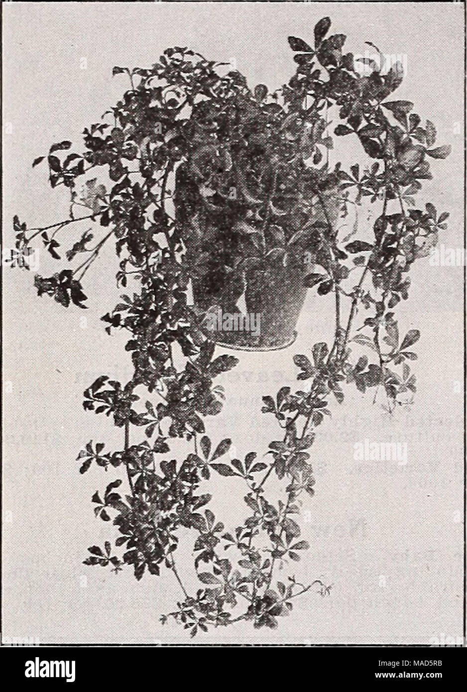 . Dreer's wholesale catalog for florists : autumn 1938 edition . Cissvis striata Striata. A very graceful and free-growing vine which shows great promise as a house plant. The small leaves are 3 to 5 foliate and the whole plant has the appearance of a miniature-leaved Vitis rhombifolia. Strong 2-inch pot plants §1.50 per doz.; $10.00 per 100. Clerodendron Balfonri. 4-inch pots 60c each; $8.00 per doz. Cryptanthus Rosea picta. Very desirable for small dish work. 2%- inch pots $2.50 per doz.; $15.00 per 100. Cyperus Alternifolius. 4-inch pots $3.00 per doz.: $20.00 per 100. Stock Photo