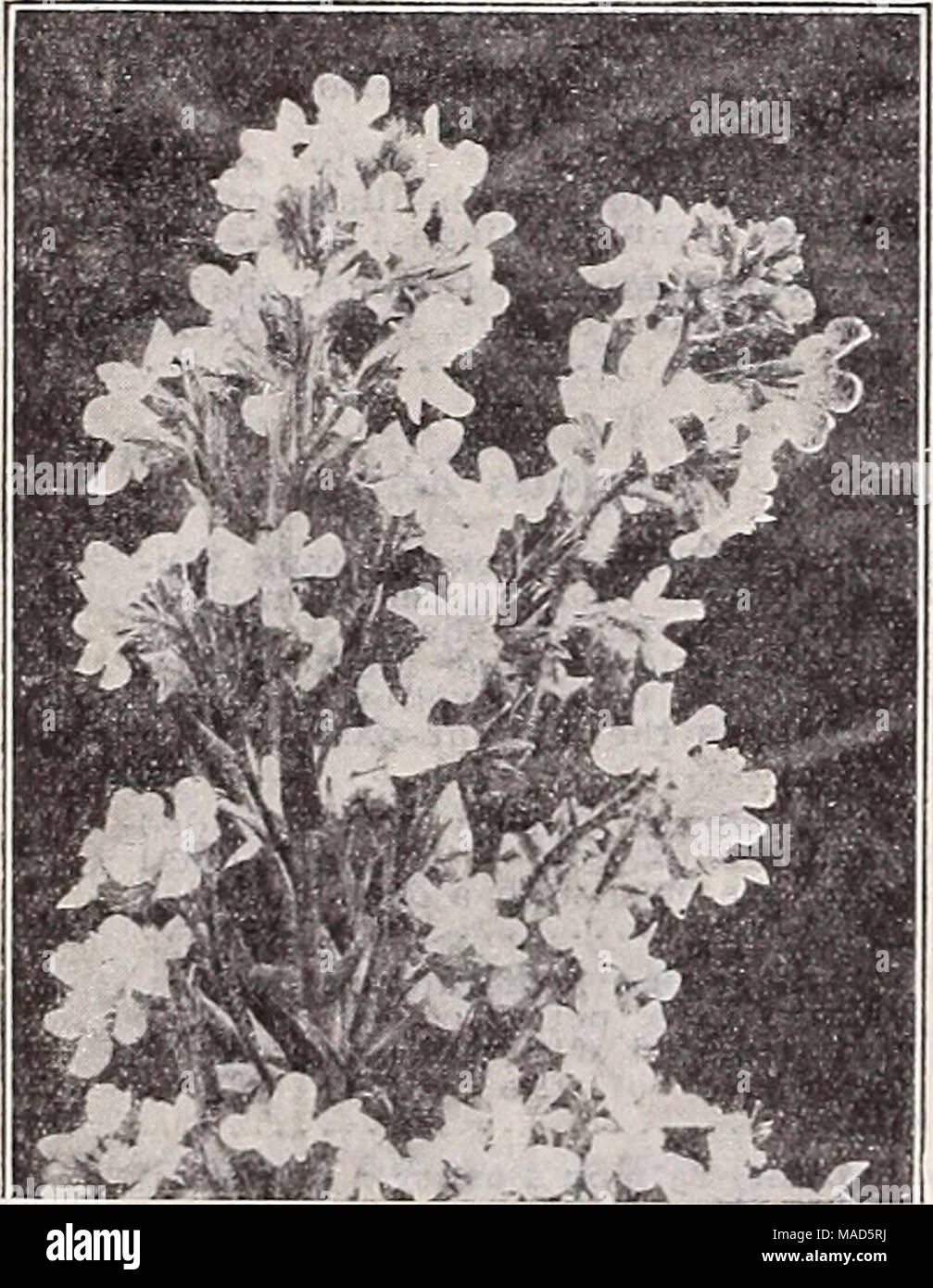 . Dreer's wholesale catalog for florists : winter spring summer 1937 . Anchusa Italica, Dropmore Variety Anchusa—Alkanet, Bugloss Italica, Dropmore Variety. Grows 3 to 5 feet high. Bears during May and June In abundance flowers of the richest Gentian blue. Trade pkt. 15c; oz. 60c; y* lb. $2.00. Italica Iiissadell. An Improved form of the Dropmore variety. Of strong, vigorous growth, about 5 feet high. Showy sprays of extra larsre, clear Gentian blue flowers. Trade pkt. 15c; oz. 60c; V4, lb. $2.00. Anchusa myosotidiflora A distinct dwarf species, 10 Inches high, pro- ducing during April and May Stock Photo