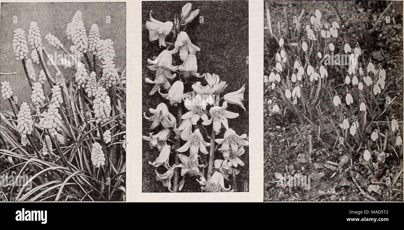 . Dreer's wholesale catalog for florists : autumn 1938 edition . Muscarl, Grape Hyacinth Scilla campanulata Snow diops Lycoris radiata An exceptionally showy bulbous plant with large sal- mon-pink blooms and long protruding stamens. Planted in pans In early autumn they flower easily and freely before leaves appear. A valuable plant to every florist but it must be planted at the earliest opportunity. Still widely but erroneously sold under the name of Nerine sarniensis. $1.25 per dozen; $8.00 per 100. MuscarlâGrape Hyacinths Armeniacum. Effective long-stemmed spikes set with deep cobalt blue fl Stock Photo