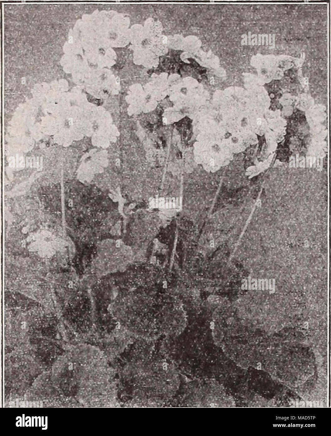 . Dreer's wholesale catalog for florists : winter spring summer 1937 . Primula obconica grandlflora Primula obconica Tr. pkt. G-randifiora Fasbender Bed. Flowers of the largest size, of a deep glowing red color. Plants of compact growth. V64 oz. $2.00 $1 00 — Mueller and Mohnstein. Shades of pink and red. mixed. Ve* oz. $2.00 1 00 — Mueller Bose. V&lt;m oz. $2.00 1 00 — Molinsteln Bed. V94 oz. $2.00 1 00 — Finest Mixed. Vie oz. $1.50 40 Gigantea Celestial Blue. Vm oz. $1.00 50 —Kermesina. Rich crimson. V&lt;n oz. $1.00 50 — rosea. Fine rose, ^/m oz. $1.00 50 —Salmon Queen. Beautiful salmon. Ve Stock Photo