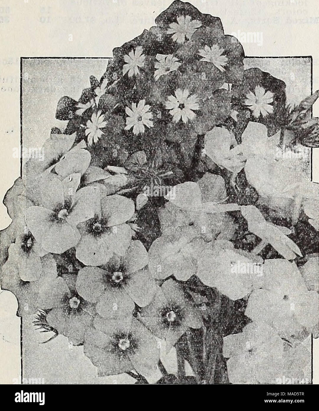 . Dreer's wholesale catalog for florists : winter spring summer 1937 . Phlox Drummondi grandlflora Phlox Drummondi grandiflora These are fine summer-flowering annuals and make excellent pot plants for spring sales. The grandlflora varieties are noted for their lovely large blooms which are arranged in truly giant trusses and there is a con- tinuous display of color from early summer until late fall. The colors we list have all been chosen for their purity and charm. Tr. pkt. Oz. Bright Bose $0 25 $1 00 Brilliant. Blush rose, with crimson eye.. 25 1 00 Fiery Scarlet 25 1 00 Primrose (Isabellina Stock Photo