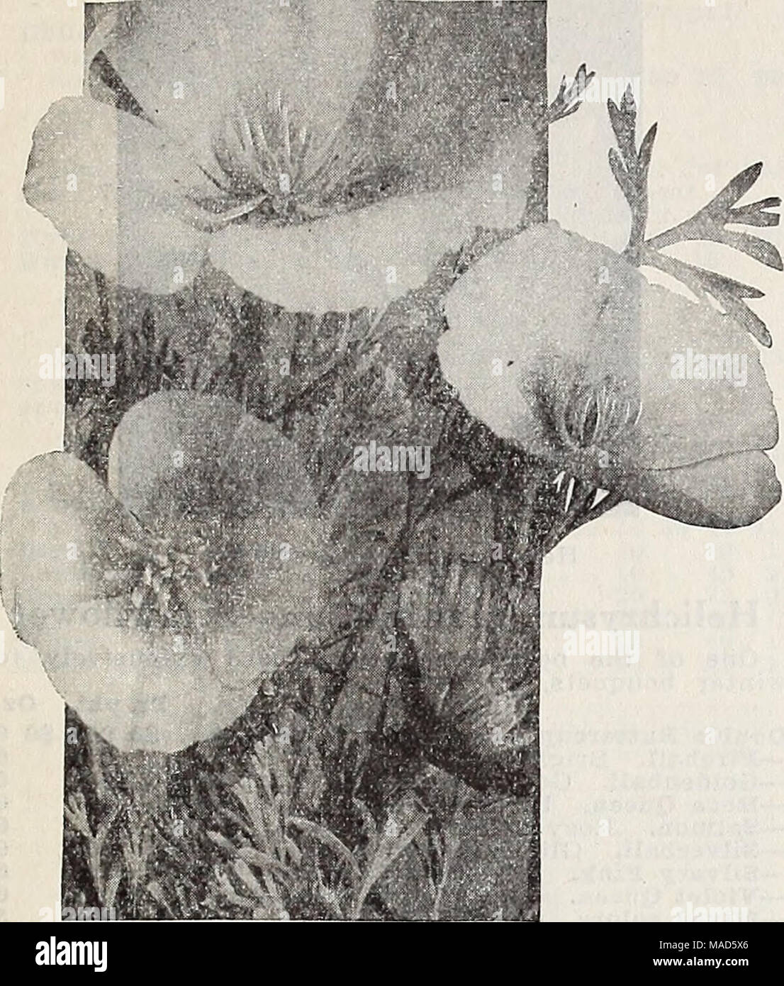 . Dreer's wholesale catalog for florists : winter spring summer 1937 . Eschscholtzia-California Poppies Eschscholtzia—California Poppy Tr. pkt. Oz. Anrantiaca. Golden orange. Very rich. .$0 10 $0 25 Chrome Queen. Rich chrome yellow 10 30 Crimson Kins'. Rich carmine-crimson.... 15 50 Dazzler. Rich flame scarlet 25 1 00 Geielia. Scarlet and gold 10 30 Purple Glow. Bright reddish purple 10 30 Rosy Queen. Soft flesh pink 10 30 Scarlet Beauty. Vivid scarlet 10 30 Vesuvius. Wallflower or coppery red 15 50 New Hybrids IXixecl. Contains a number of rich and unusual colors 15 50 Sing-le Mixed. % lb. 75 Stock Photo