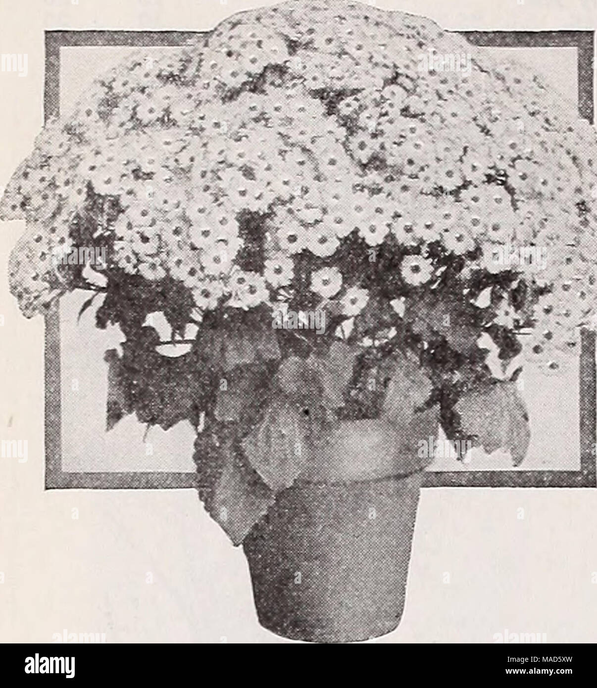 Cremers hires stock photography and images Alamy