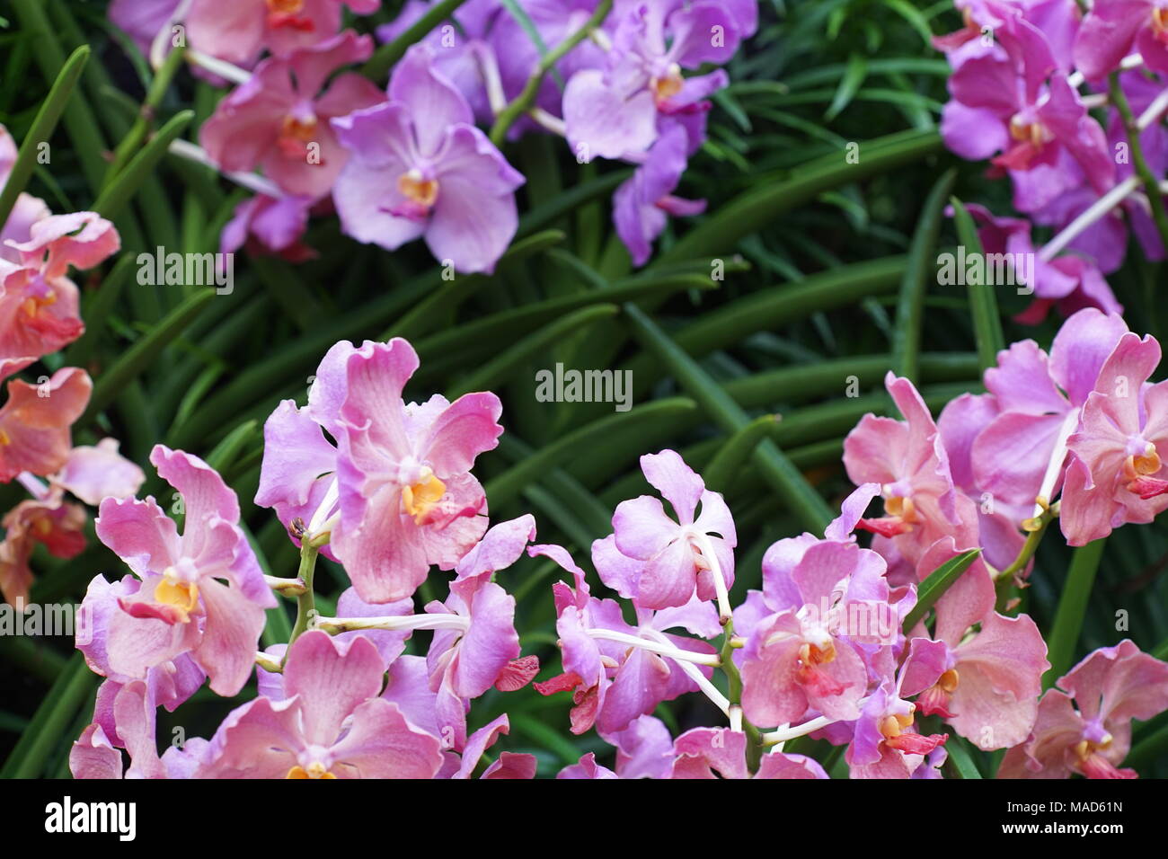 Colourful orchids Stock Photo