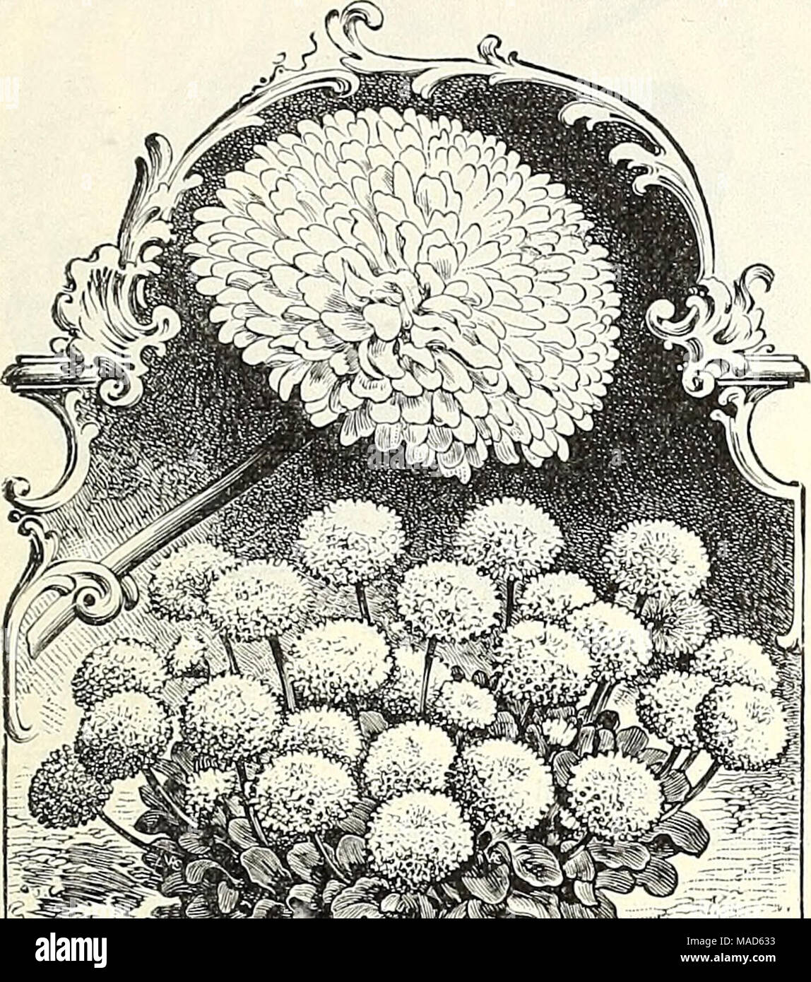 . Dreer's summer edition wholesale price list July 1899 August : seasonable flower and vegetable seeds, fertilizers, tools, etc., etc . Bellis Pkkbnnis. Double Snowball. Achillea ptarmica, double white, hardy .... Alyssum maritimum [Sweet Afyssttin) lb. $1.40 Tom Thumb, dwarf, co?npact, lb. ^2.00 . Little Gem, &quot; White Carpet,^'' very dwarf. saxatile compactum, yellow perennial . . Ampelopsis Veitchii [Boston or Japanese Izy) lb. ^1.50 Antirrhinum majus, mixed, extra fine strain . Firefly, bright red Queen of the North, white Niobe, white and crimson Nanum picturatum, striped Tom Thumb, ye Stock Photo