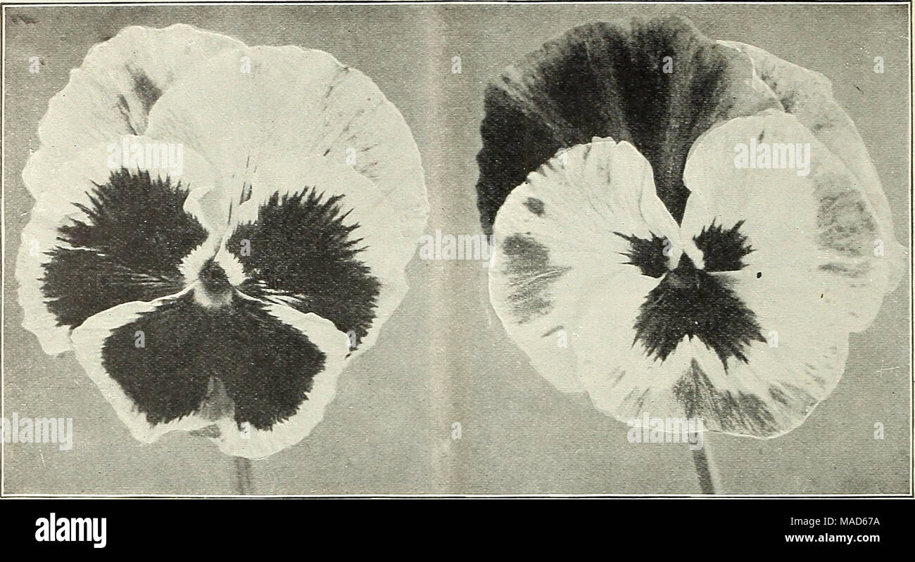 . Dreer's special mid-summer offer for florists 1922 : reliable flower seeds flor florists spring flowering bulbs for florists . TYPES OF OUH ROYAL EXHIBITION PANSIES Dreer's Perfect Pansies. We fully realize the importance of sending out only the best qualities of Pansies. The stocks we offer have been rectived from our regular growers, who have made the growing of fine Pansies a life study, and are equal to what we were accustomed lo send out in pre-war times, and we feel sure they are not surpassed either for quality or germination. Pansies in Mixture. Tr. pkt. Oz. Oreer's Royal Bzhlbltlon. Stock Photo