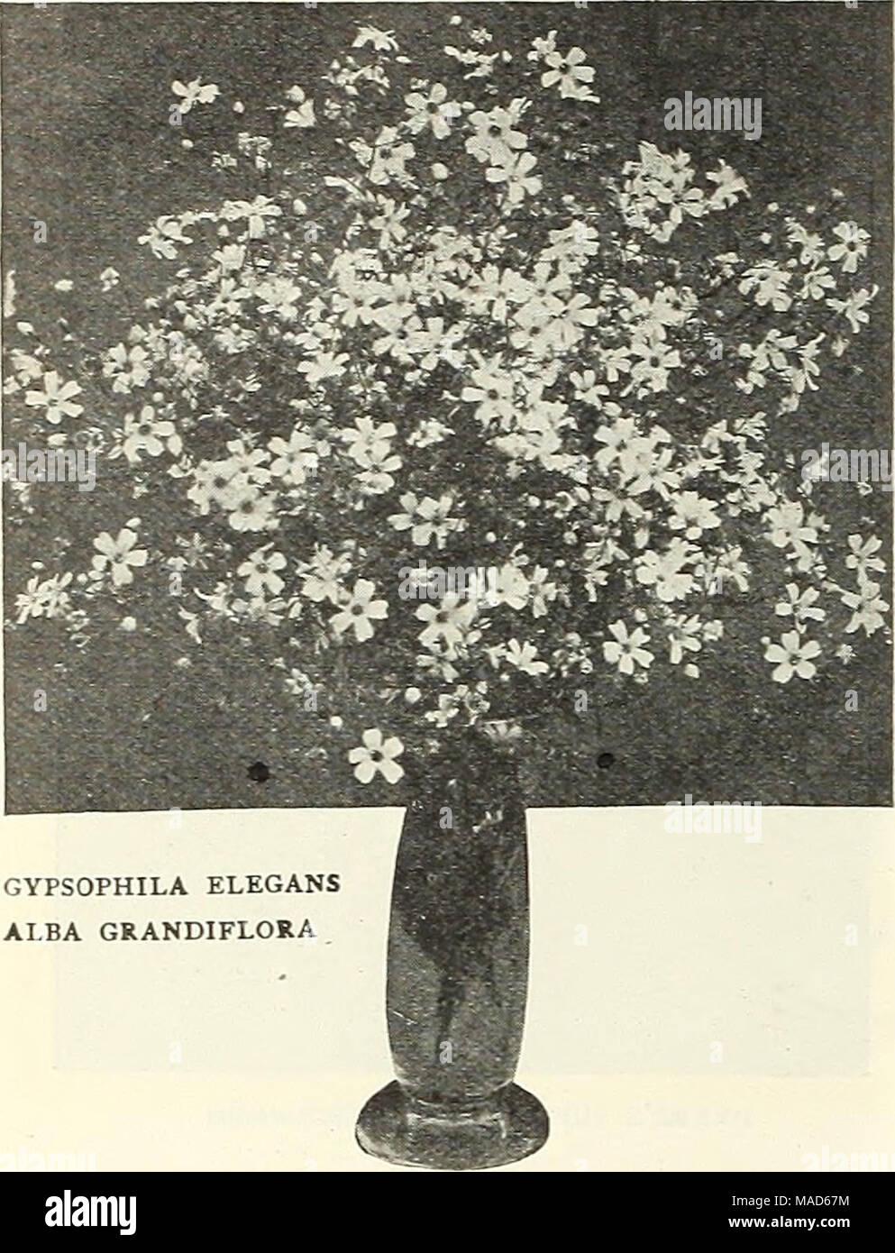 . Dreer's special mid-summer offer for florists 1922 : reliable flower seeds flor florists spring flowering bulbs for florists . GYPSOPHILA ELEGANS ALBA GRANDIFLORA Dracaena. It is always well to have a lot of these cominK along, they are so useful as centre plants, etc. Seeds are sent ont in the herry or hull, and should be rubbed out before sowing. Tr. pkt. Ox. AustrallB. Broad leaved variety 20 $0 60 IndMsa. The popular centre plant for vases, etc., lone narrow sraceful foliage â - â â $1.00 per'/i-lb. 10 30 Fern Spores. We can furnish spores of the following splendid varieties at 50 cents  Stock Photo