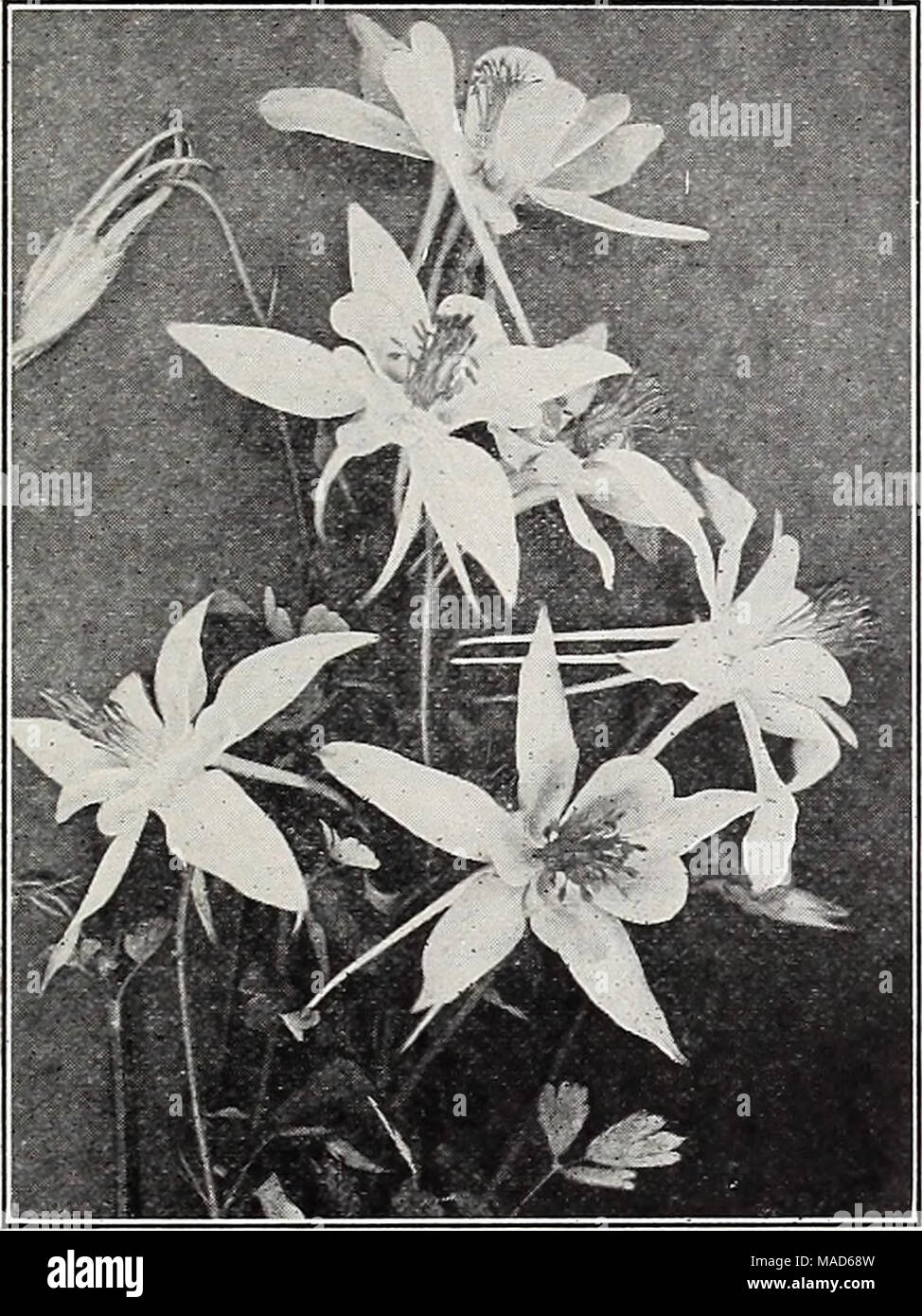 . Dreer's special mid-summer offer for florists 1921 : reliable flower seeds flor florists bulbs for florists . LONG-SPURRED HYBRID AQUILEGIA Aquilegia (Columbine) Tr. pkt. Oz. Californlca Hybrida. Mixed colors 60 $2 60 Canadensis. Scarlet and yellow 25 1 00 Chrysantha. Yellow 40 2 00 Ccerulea. Blue and white ... 40 2 00 Helenae Dwarf. Blue and white 30 1 60 Nlvea Qrandlflora. Large white 20 75 Vulgaris. Violet-blue 10 25 Dreer'i Long Spurred Hybrids. Mixed colors ... 30 1 50 Single, mixed 10 40 Double, mixed 15 60 Campanula (Bellflower) Carpatlca. Blue 26 1 00 Alba. White 25 1 00 Latlfolia Mi Stock Photo