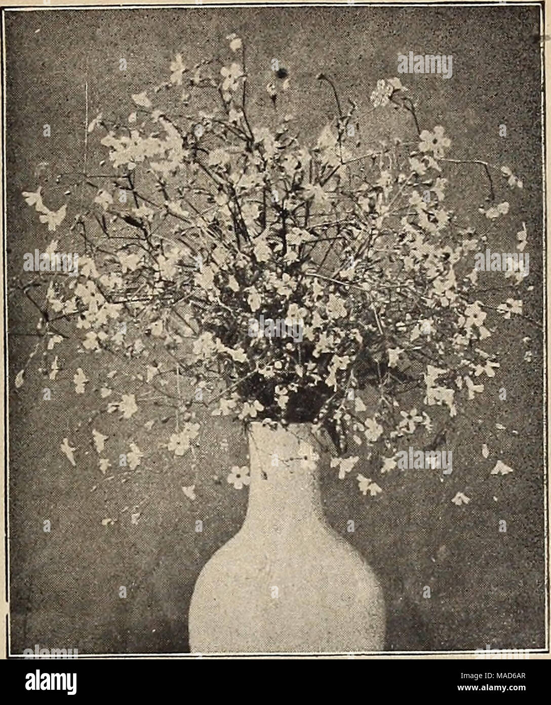 . Dreer's special mid-summer offer for florists 1920 : reliable flower seeds flor florists bulbs for florists . GYPSOPHILA ELEGANS ALBA GRAND1FLORA Gloxinia. Our supply of these are from world-renowned sources and can- not fail to give satisfactory results. Tr. pkt. Hybrlda Qrandlflora, choicest mixed; all kinds ... $1 00 Qrevillea (Silk Oak). Robusta. A highly ornamental foliage plant, useful in many ways, and easily and rapidly raised from seed Qypsophila Blegans, Alba Qrandlflora. A fine large flowering form of the annual Baby's Breath; fine for cutting. 40 cts. per »/i-lb.; $1.25 per lb Im Stock Photo