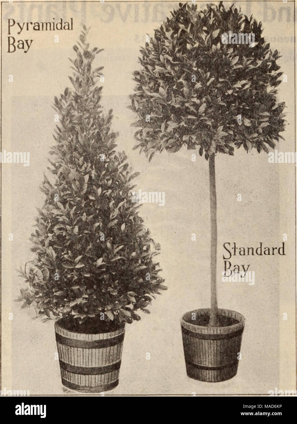 . Dreer's wholesale price list / Henry A. Dreer. . Bay Trees (Laurus Nobilis). An exceptionally fine lot of clean, dark-colored trees of unusual good values. Standard or Tree-Shaped. Stems 12 inches high, crowns &quot; 40 2V2 feet high S 15 inches in diam. 20 to 24 24 24 to 26 24 to 26 26 to 28 30 to 32 32 to 34 38 to 40 46 to 48 Pyramid-Shaped 16 to 18 inches diameter at base .22 to 24 &quot; . 26 to 28 &quot; 30 to 32 &quot; .32 to 34 &quot; . 34 to 36 &quot; Each $2 00 4 00 4 00 6 00 5 00 6 00 7 50 10 00 12 50 15 00 2 50 5 00 7 50 10 00 12 50 15 00 Boxwoods. Bush=shaped Box. A nice line of  Stock Photo