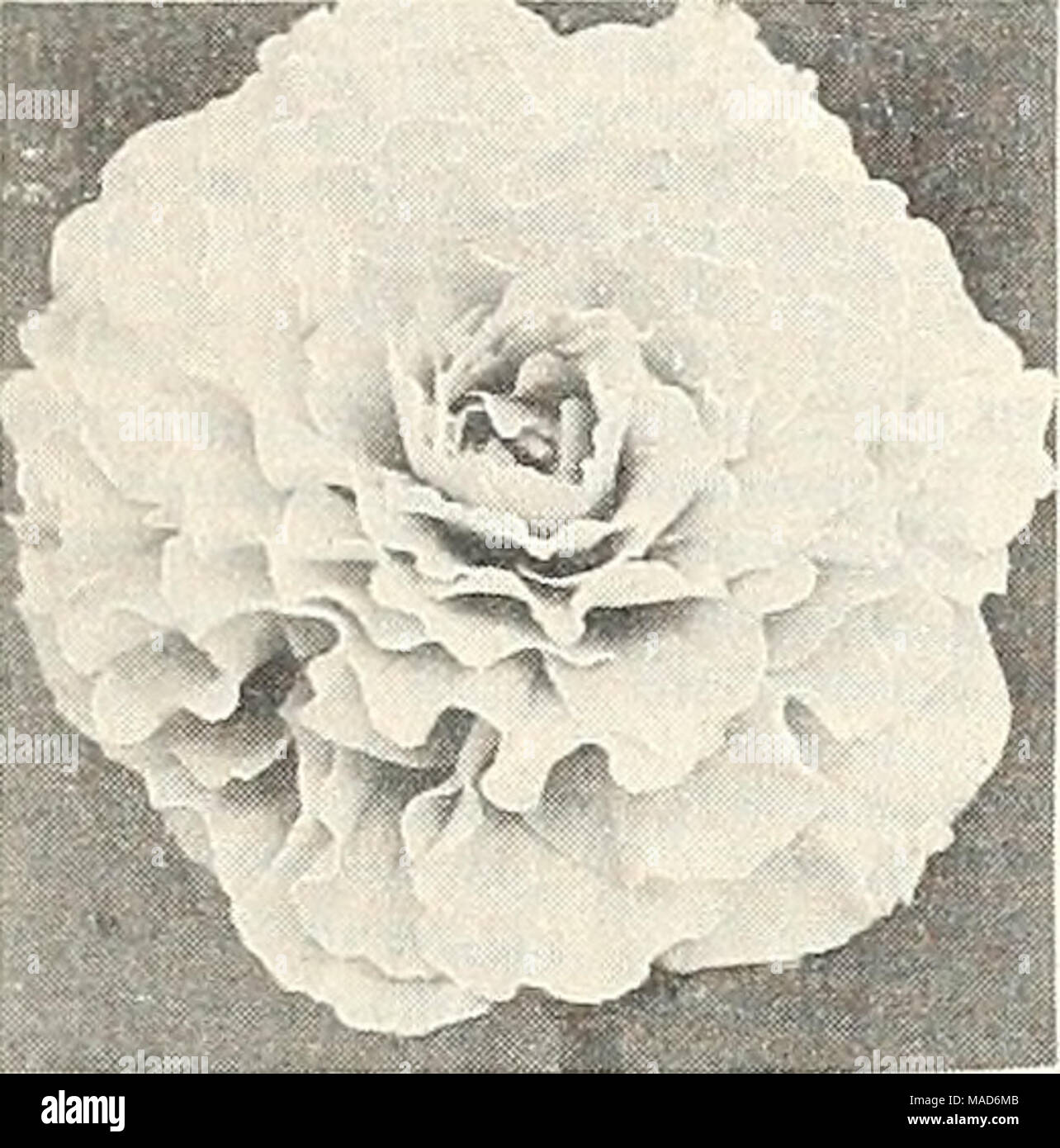 . Dreer's a real old fashioned quality garden book for 1952 : to make your garden more beautiful more productive more enjoyable . Double Frilled Begonia Double Frilled Also called Carnation-flov/- ered. Large, double frilled blooms borne on sturdy compact plants. BB5IC Crimson-Rose BB52C Pink BB53C Scarlet BB54C Orange BB55C Yellow BB56C Salmon BB57C White BB58C Apricot BB59C Mixed CameUia-Flowered Superb large double flowers with plain petals just like choice Camellias. BBUC Red BB13C Scarlet BB16C Salmon BB19C Copper BB21C Pink BB24C Orange BB2SC Yellow BB27C White BB29C Mixed Avy of the abo Stock Photo