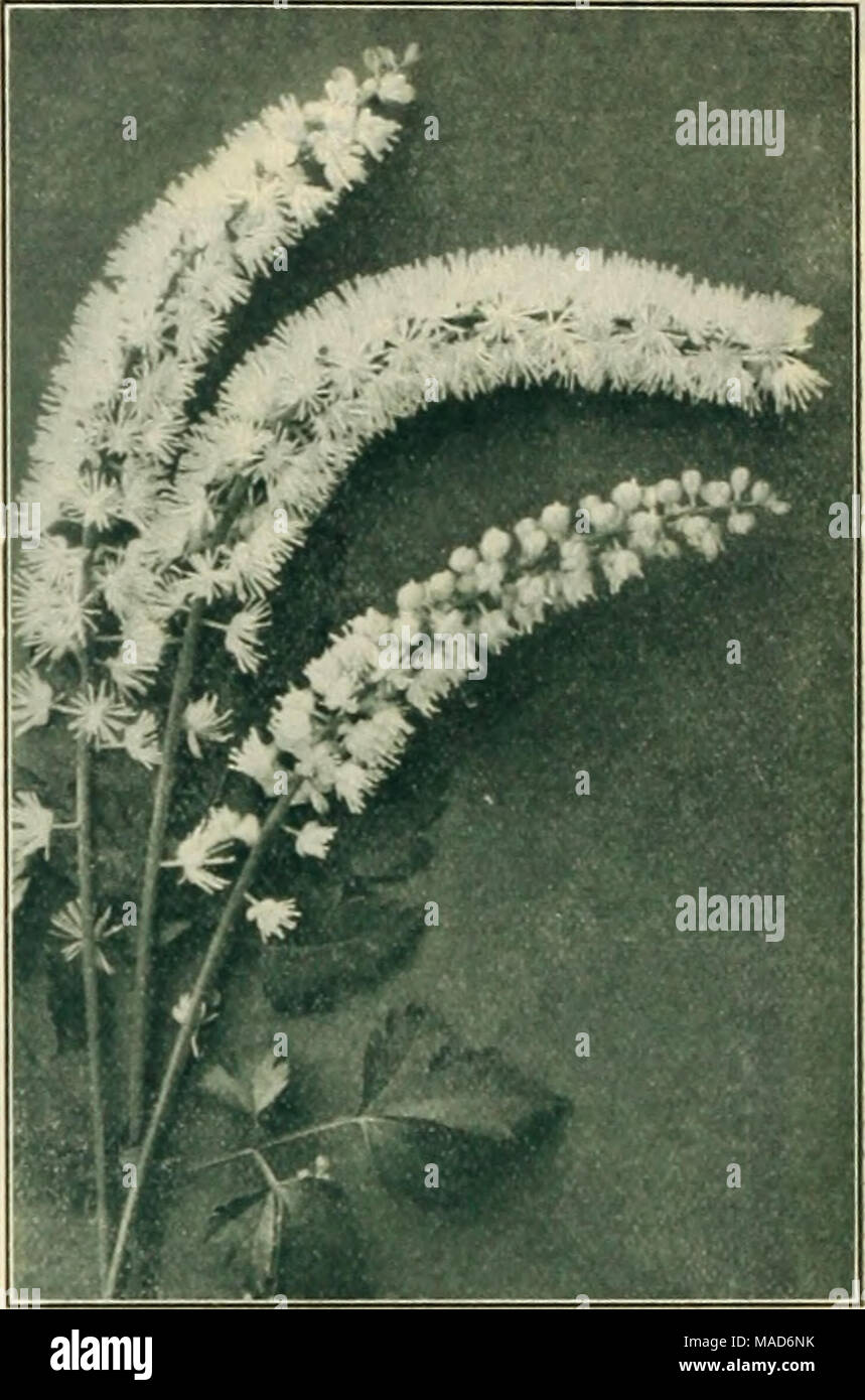 . Dreer's seasonable specialties for florists including flower seeds, bulbs decorative plants for Easter hardy plants, et. etc . ASTILBE ARENDSI CIMICIFUGA SIMPLEX Anthericum (St. Bruno's Lily). Llllastrum Qleanteum. A giant-flowerinK form of the St. Bruno's Lily, producingr in May strong spikes of large white flowers, which forcibly remind one of a miniature form of the Lilium Candidum or Madonna Lily. A very attractive hardy plant. 12.00 per doz.; tlS.OO per 100. Arabis Alpina Flore Plena. A most distinct and pretty double flowering form of the white early spring floweringr Rock Cress. 3-inc Stock Photo
