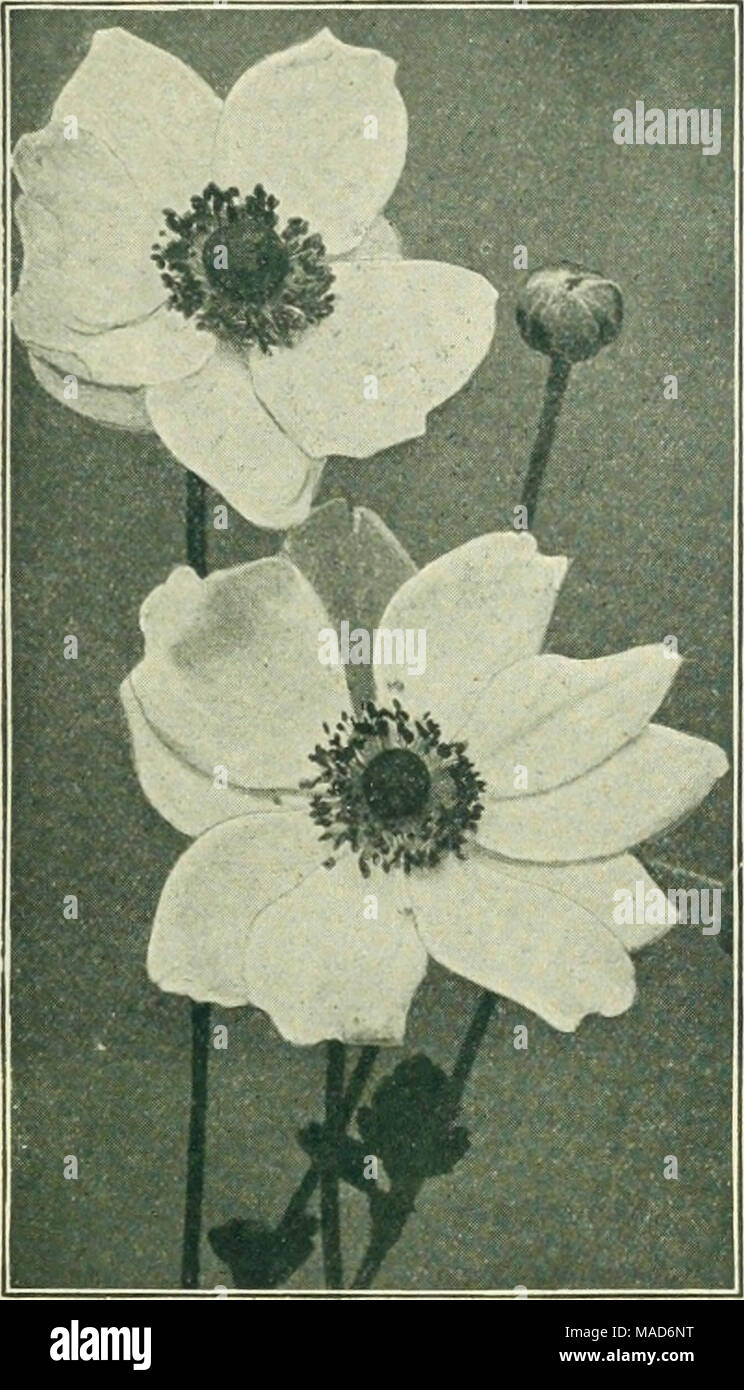 . Dreer's seasonable specialties for florists including flower seeds, bulbs decorative plants for Easter hardy plants, et. etc . JAPANESE ANEMONE New or Rare Hardy Asters (Michaelmas Daisies). Beauty of Colwall. This is unquestionably one of the finest of the Michaelmas Daisies, of upright, compact growth, about 4 feet high, of free-branching habit, and literally covered during Sep- tember with large semi-double flowers of ageratum-blue, a pleas- ing shade. $1.50 per doz. Feltham Blue. One of the most decorative free-flowering blue varieties, a pretty shade of aniline blue produced on freely b Stock Photo