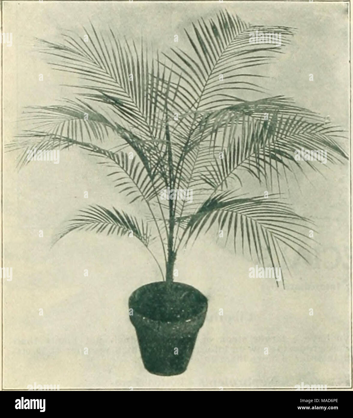 . Dreer's seasonable specialties for florists including flower seeds, bulbs decorative plants for Easter hardy plants, et. etc . Kentia ForsterianaâMade-up Plants. COCOS WEDDELIANA Areca Lutescens. A nice lot of 3-inch pots. 3 plants in a pot. 12 to 15 inches hiirh, $1.25 per doz.; tlO.OO per 100. Cocos Weddeliana. We have nearly an acre of elass devoted to this most trraceful ol all Palms. Splendid, thrifty stock, of rich dark color. 2-inch pots. S to 6 inches hieb, $1.60 per doz.; $10.00 per 100. 3 â ' 8 to 10 &quot; &quot; 2.00 â &quot; 15.00 per 100. 5 &quot; 18 to 24 &quot; &quot; splendi Stock Photo