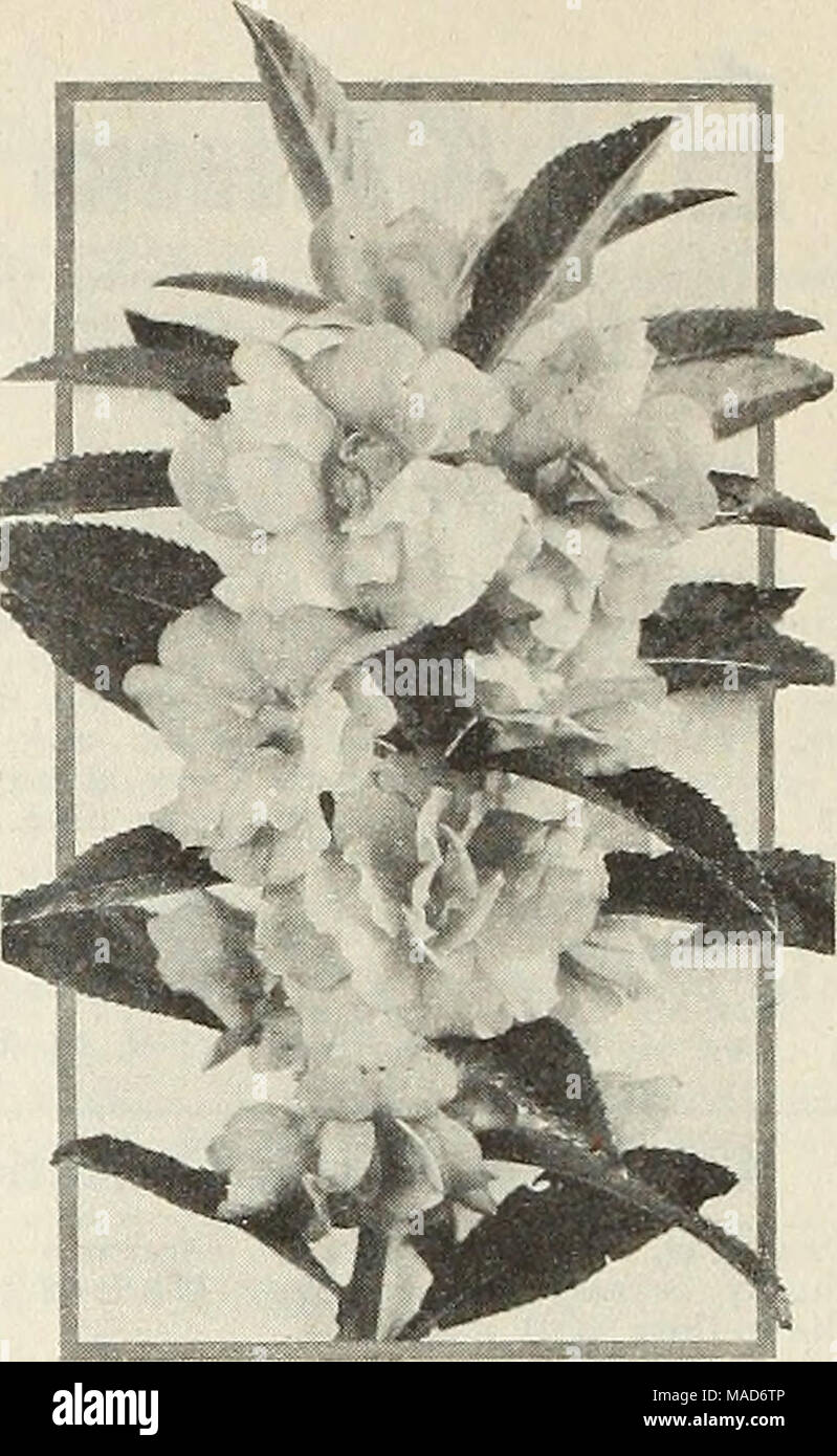 Balsam sales lady slipper