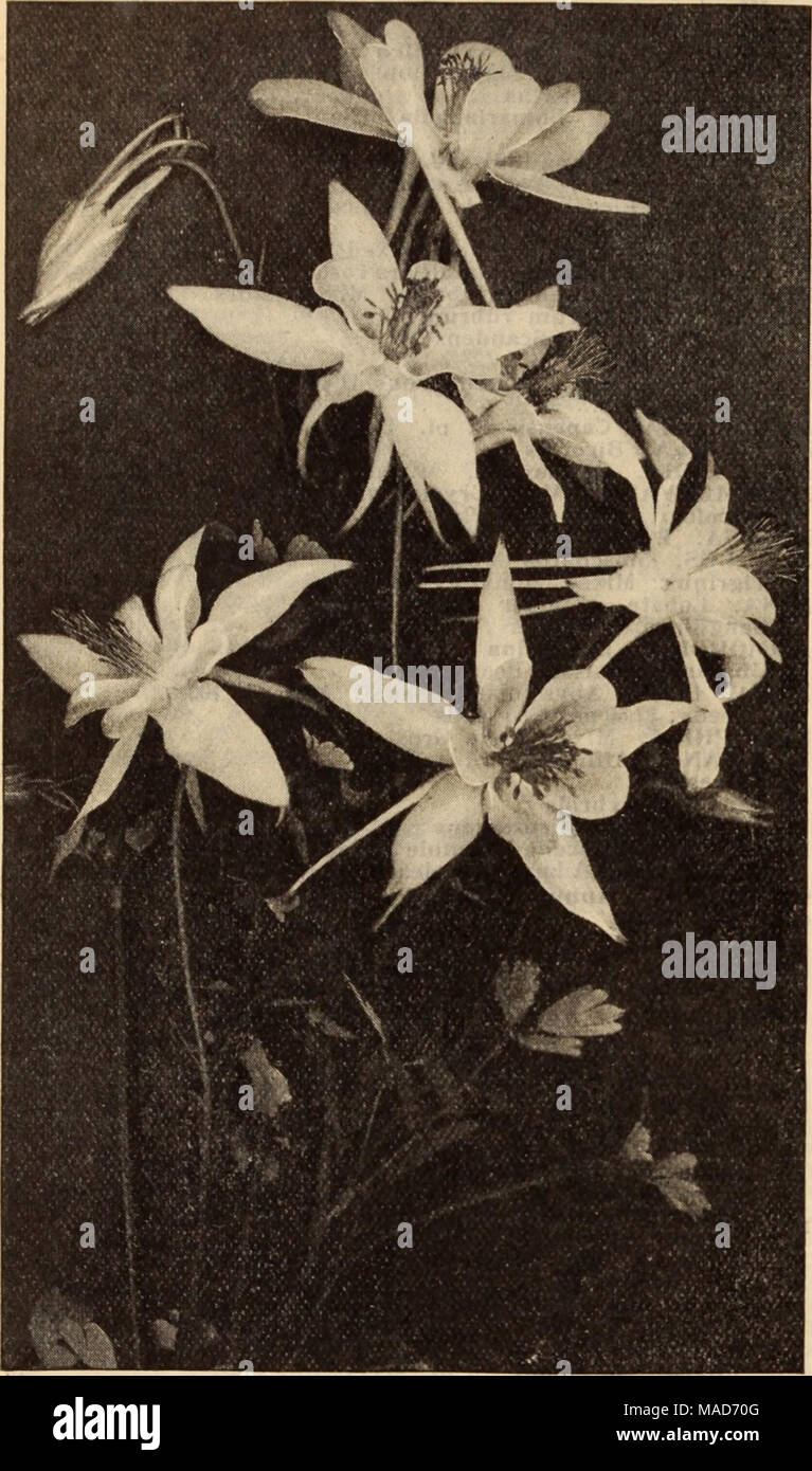 . Dreer's wholesale price list / Henry A. Dreer. . AQUILEGIA COLUMBINE Acanthus mollis latifolius Achillea, Ptarmlca fl. pi., White Yarrow), all summer 'The Pearl&quot; (Double A fine white cut flower; blooms Aconltum Napellus (Monkshood) Agrostemma Coronaria. Bright crimson Alyssum Saxatile Compactum, Yellow . . Ampelopsis Veitchi (Boston Ivy). $1.50 per lb. . Anemone Coronaria. Mixed colors St. Brigid. Semi-double, fine Anthemis Tinctoria Kelwayi Anchusa Italica Dropmore Variety Aquilesia Californica Hybrida. Mixed colors . Canadensis. Red and yellow Chrysantha. Yellow . Alba. Pure white . C Stock Photo
