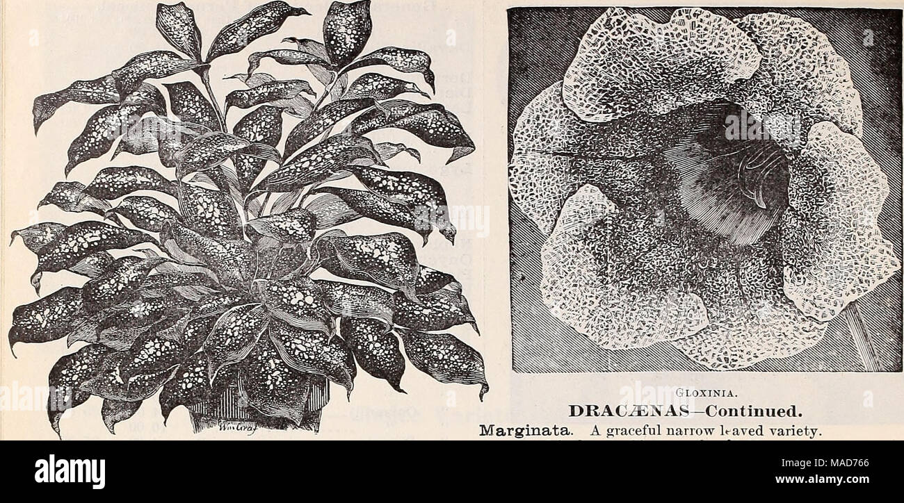 . Dreer's quarterly wholesale price list of reliable seeds, plants, bulbs &amp;c . Deacjena Godseffiana. DRAC/ENAS. Dracaena Godseffiana. Undoubtedly one of the most striking new ornamental foliage plants of recent introduction. As shown in the illustration, the plant is of an entirely different habit and appearance from all other Dracaenas ; it is of free-branching habit, and throws out many suckers from the base so as to form beautiful, compact, graceful specimens in a very short time. Its foliage is broadly lanceolate, 5 to 6 inches long, and 2 to 3 inches wide ; of a strong leathery textur Stock Photo
