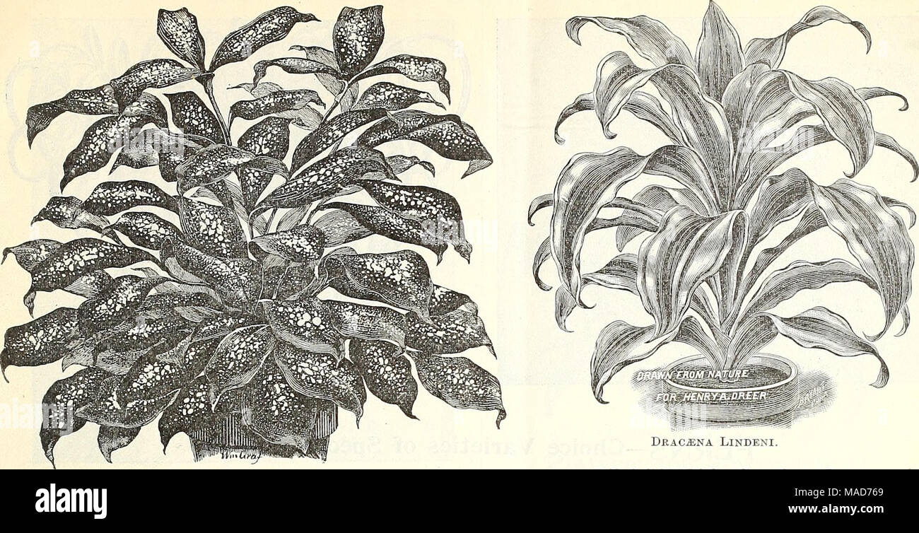 . Dreer's quarterly wholesale price list of tools, fertilizers, insecticides, sundries, etc . Draoena Godseffiana. DRACAENAS. Dracaena Godseffiana. Undoubtedly one of the most striking new ornamental foliage plants of recent introduction. As shown in the illustration, the plant is of an entirely different habit and appearance from all other Dracaenas ; it is of free-branching habit, and throws out many suckers from the base so as to form beautiful, compact, graceful specimens in a very short time. Its foliage is broadly lanceolate, 5 to 6 inches long, and 2 to 3 inches wide ; of a strong leath Stock Photo